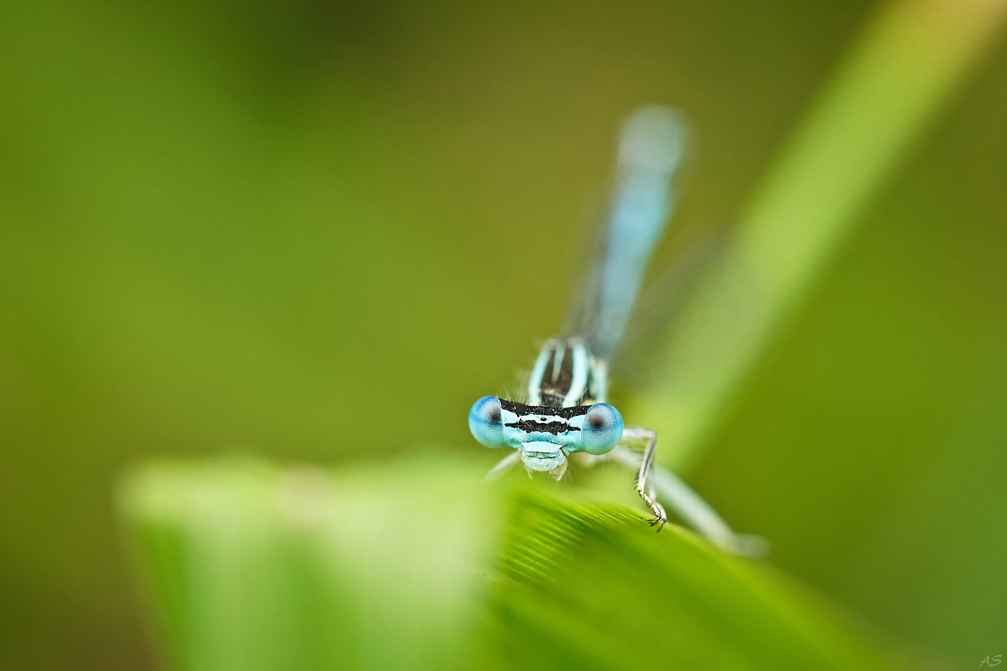 Sony ILCA-77M2 + Minolta AF 100mm F2.8 Macro [New] sample photo. Les yeux dans les yeux photography