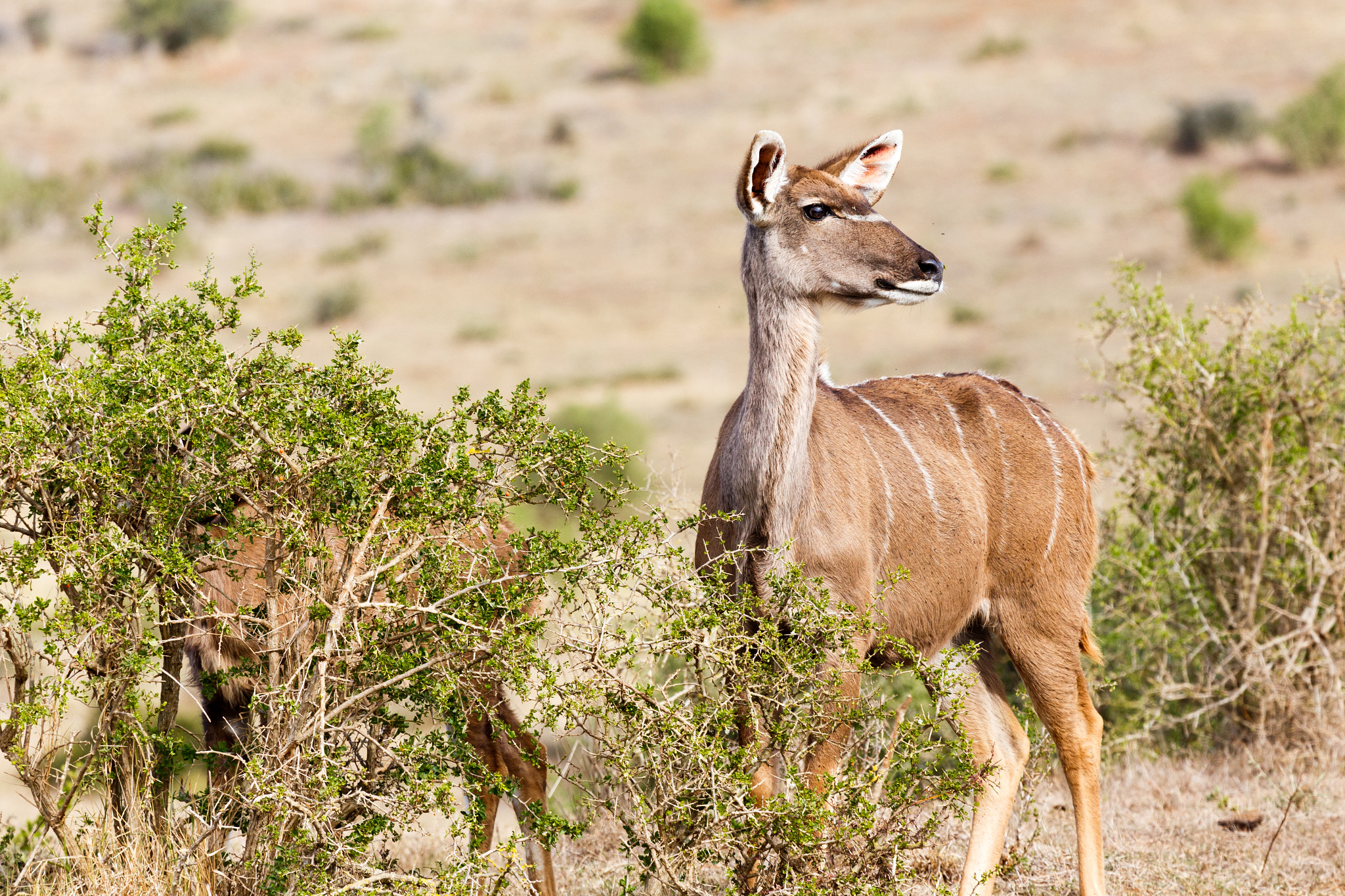 Canon EF 100-400mm F4.5-5.6L IS USM sample photo. Hurry up we have to go  - female kudu photography