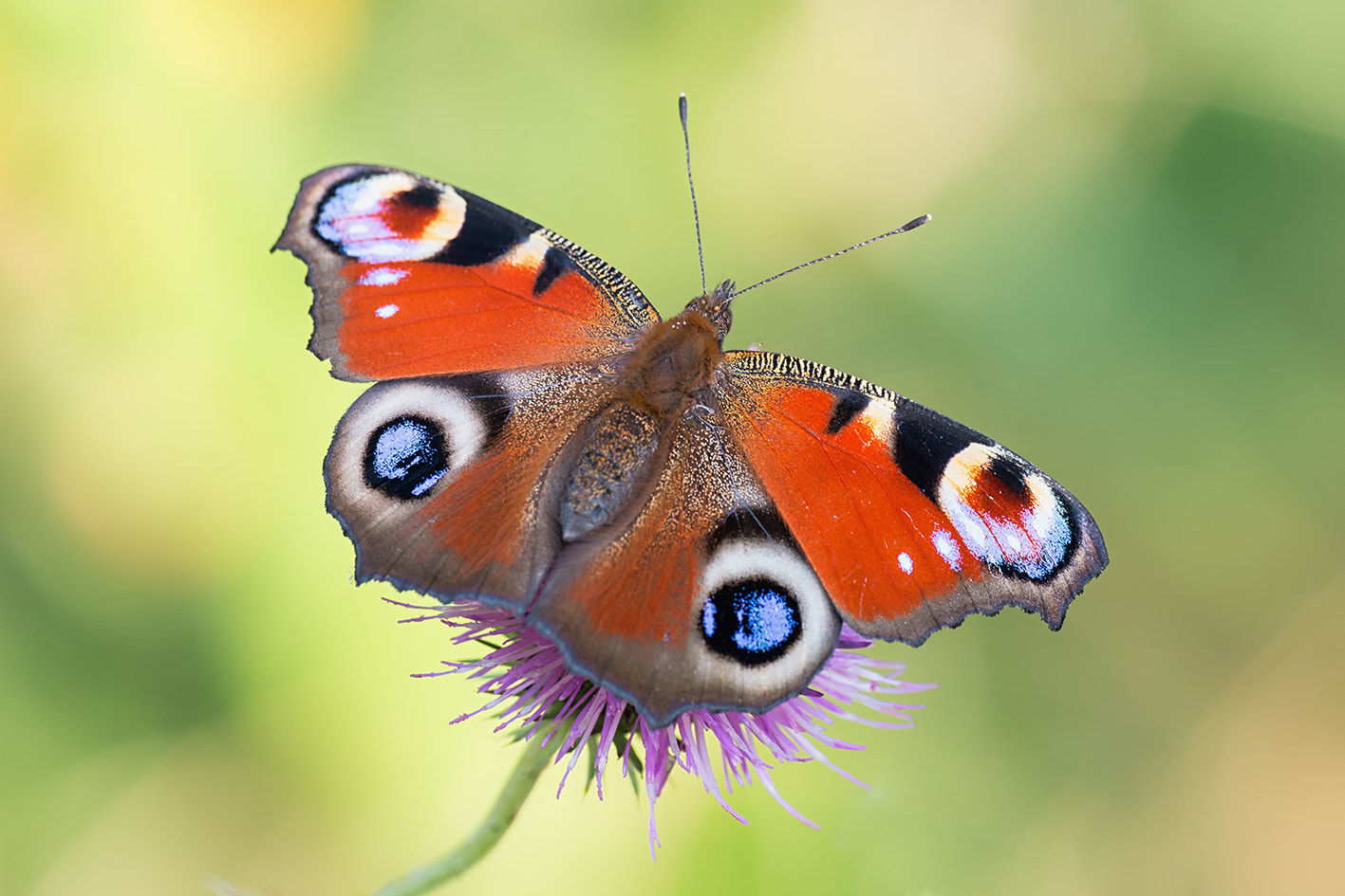 Sigma APO Macro 180mm F2.8 EX DG OS HSM sample photo. Butterfly photography