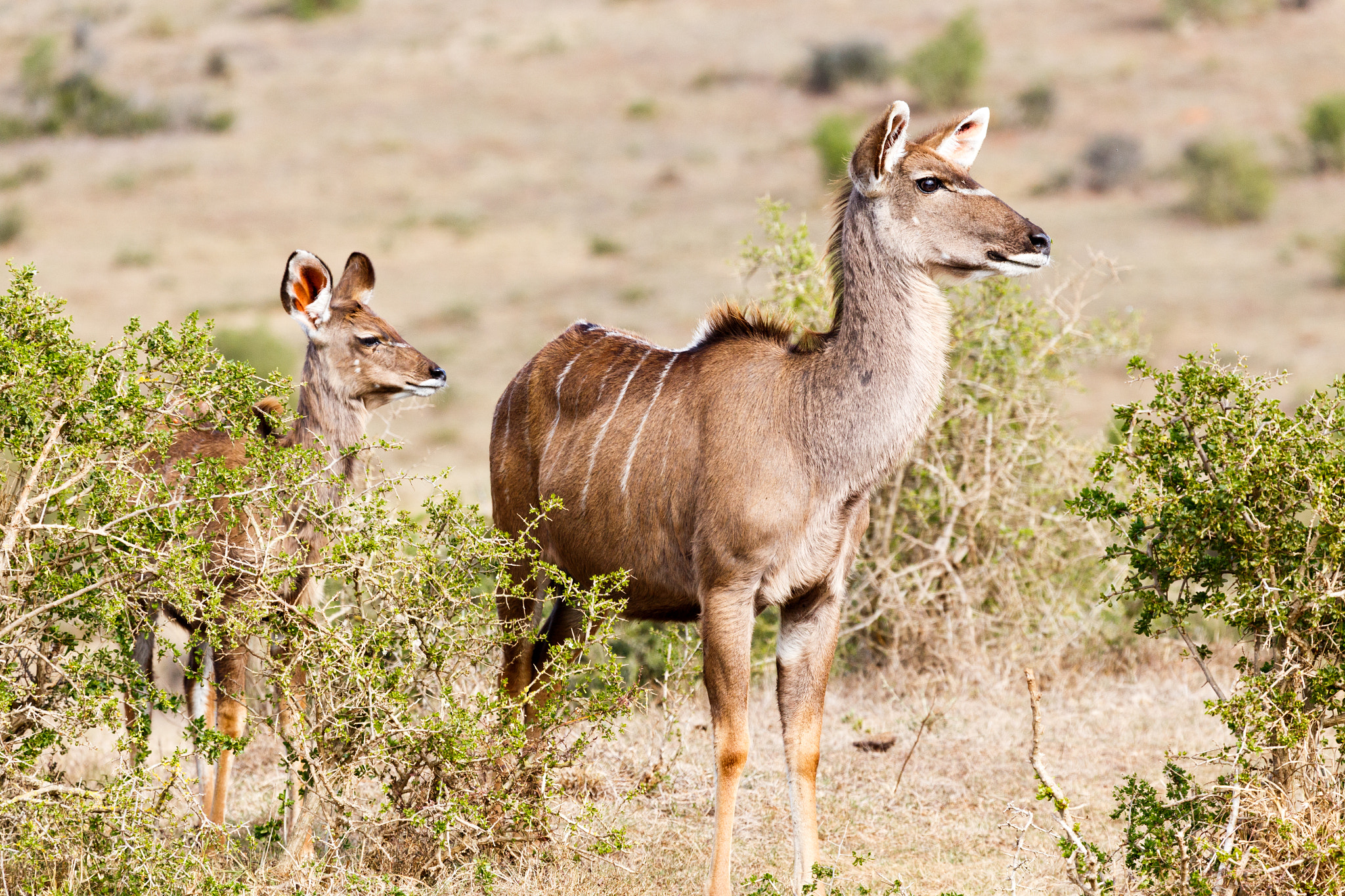 Canon EF 100-400mm F4.5-5.6L IS USM sample photo. Where do we go from here - female kudu photography