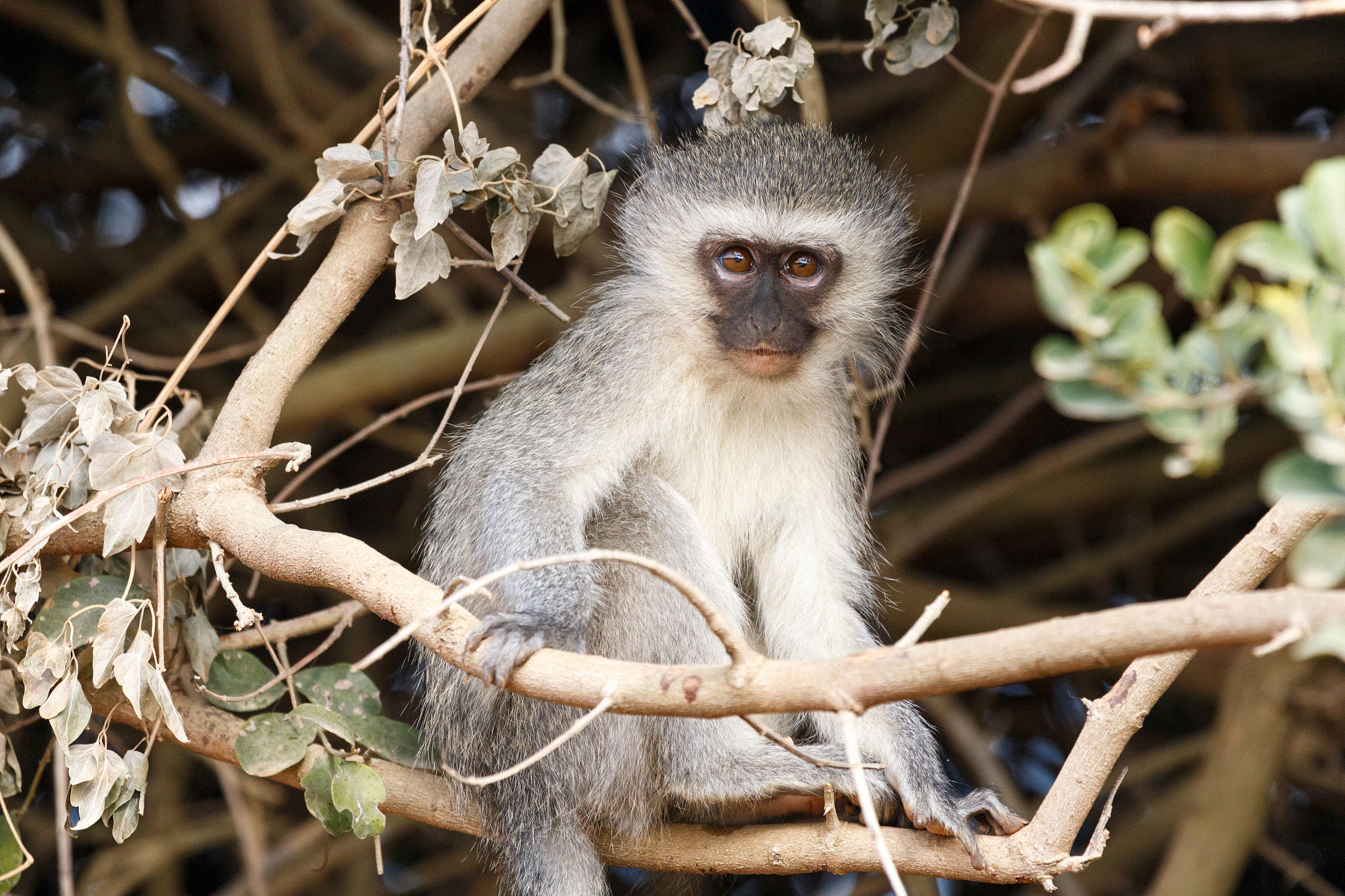 Canon EF 100-400mm F4.5-5.6L IS USM sample photo. It's monkey time - vervet monkey photography