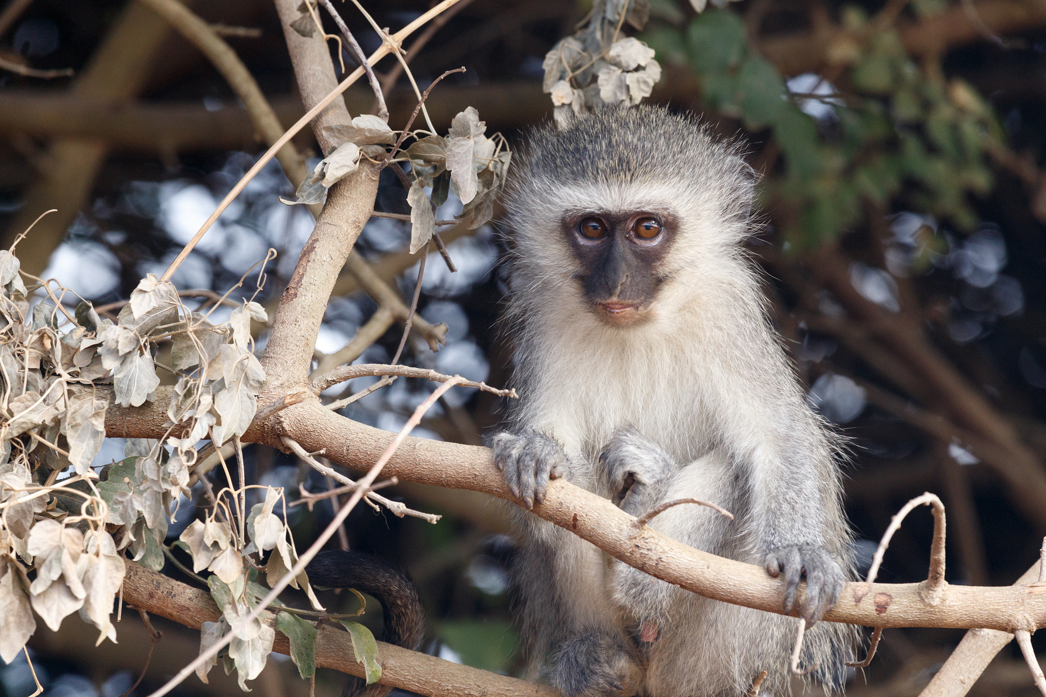 Canon EF 100-400mm F4.5-5.6L IS USM sample photo. Staring into the future - vervet monkey photography