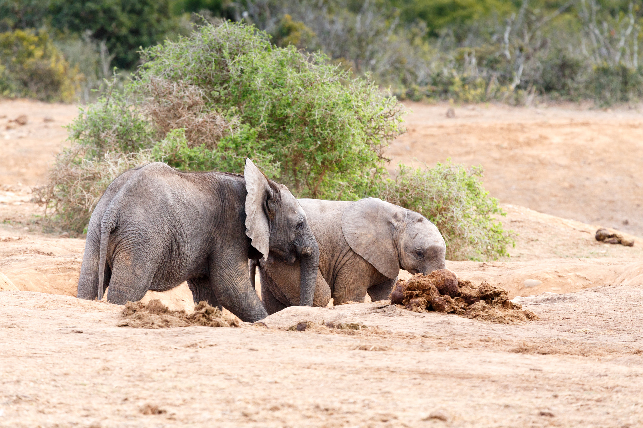 Canon EF 100-400mm F4.5-5.6L IS USM sample photo. Come play with me - african bush elephant photography