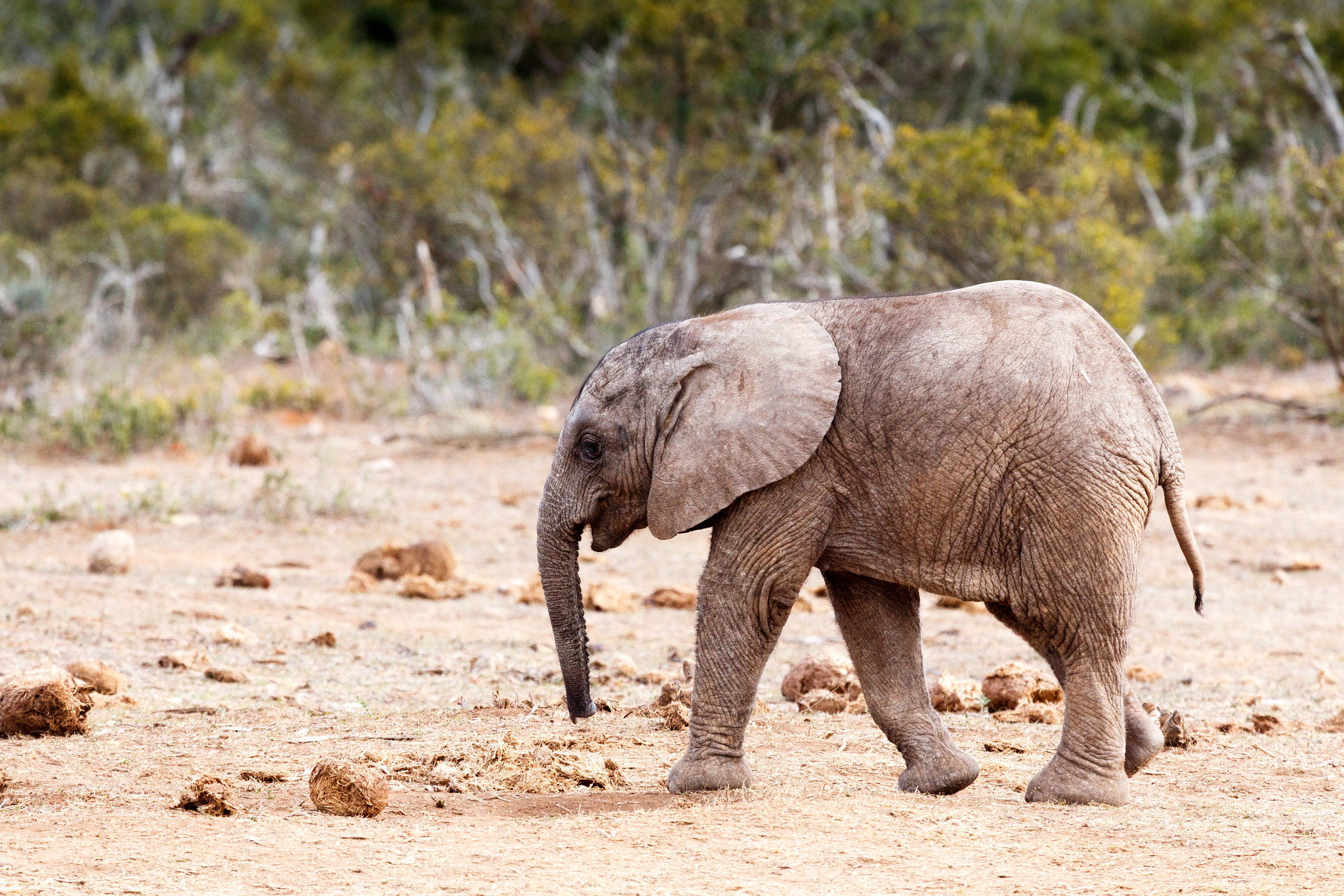 Canon EF 100-400mm F4.5-5.6L IS USM sample photo. Keep your head down - african bush elephant photography