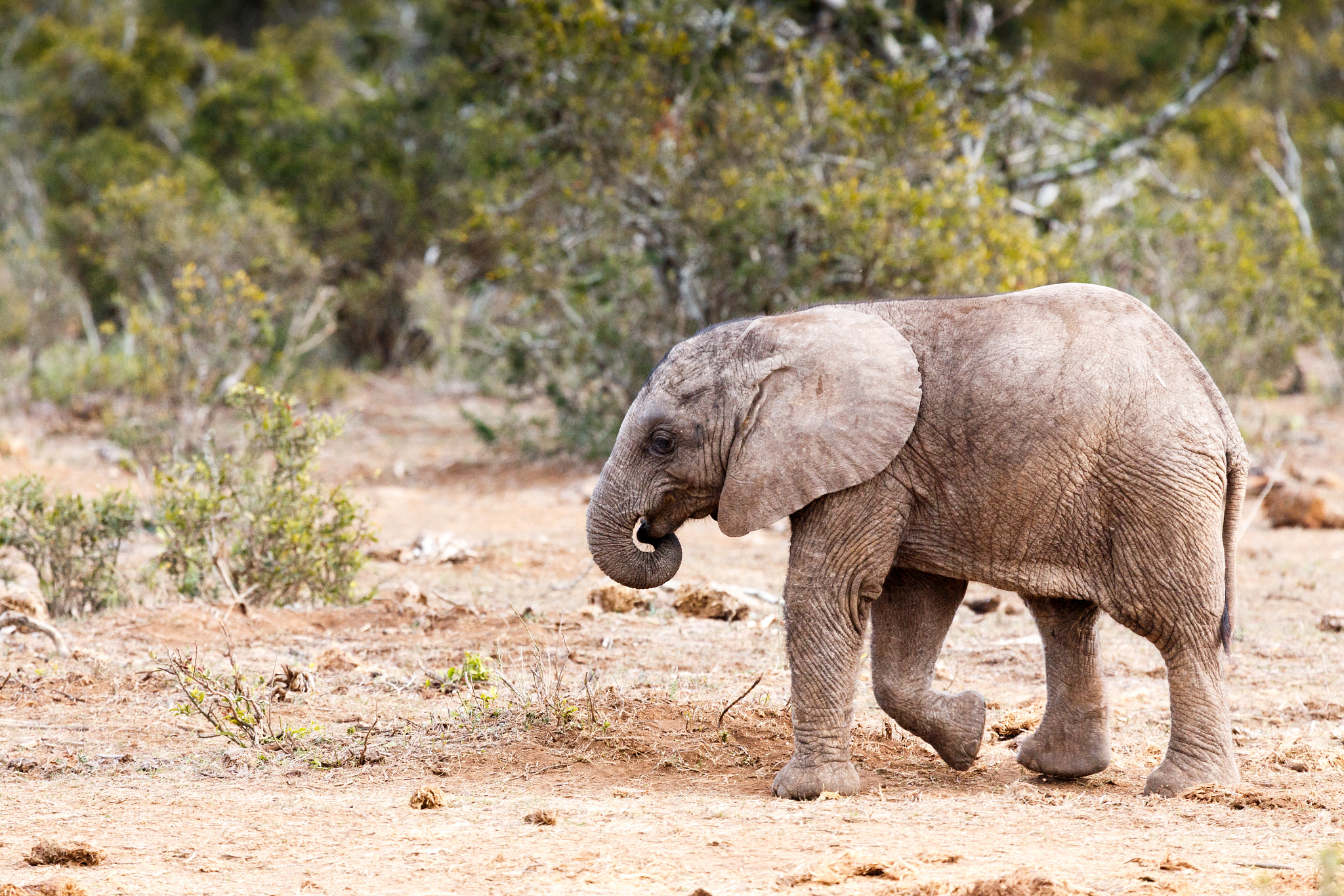 Canon EF 100-400mm F4.5-5.6L IS USM sample photo. Taking a stroll -african bush elephant photography