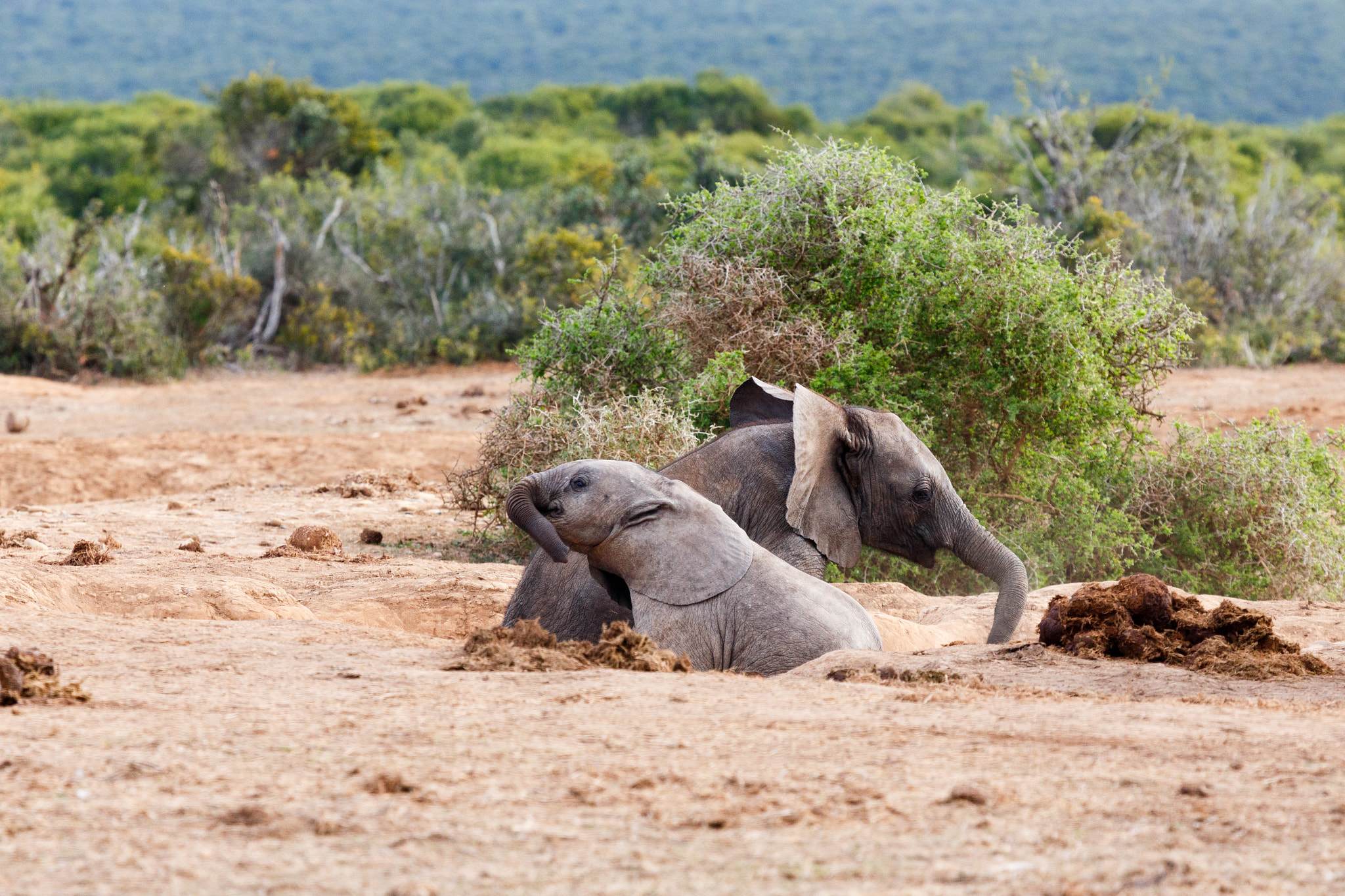 Canon EF 100-400mm F4.5-5.6L IS USM sample photo. Fun in the sun - african bush elephant photography