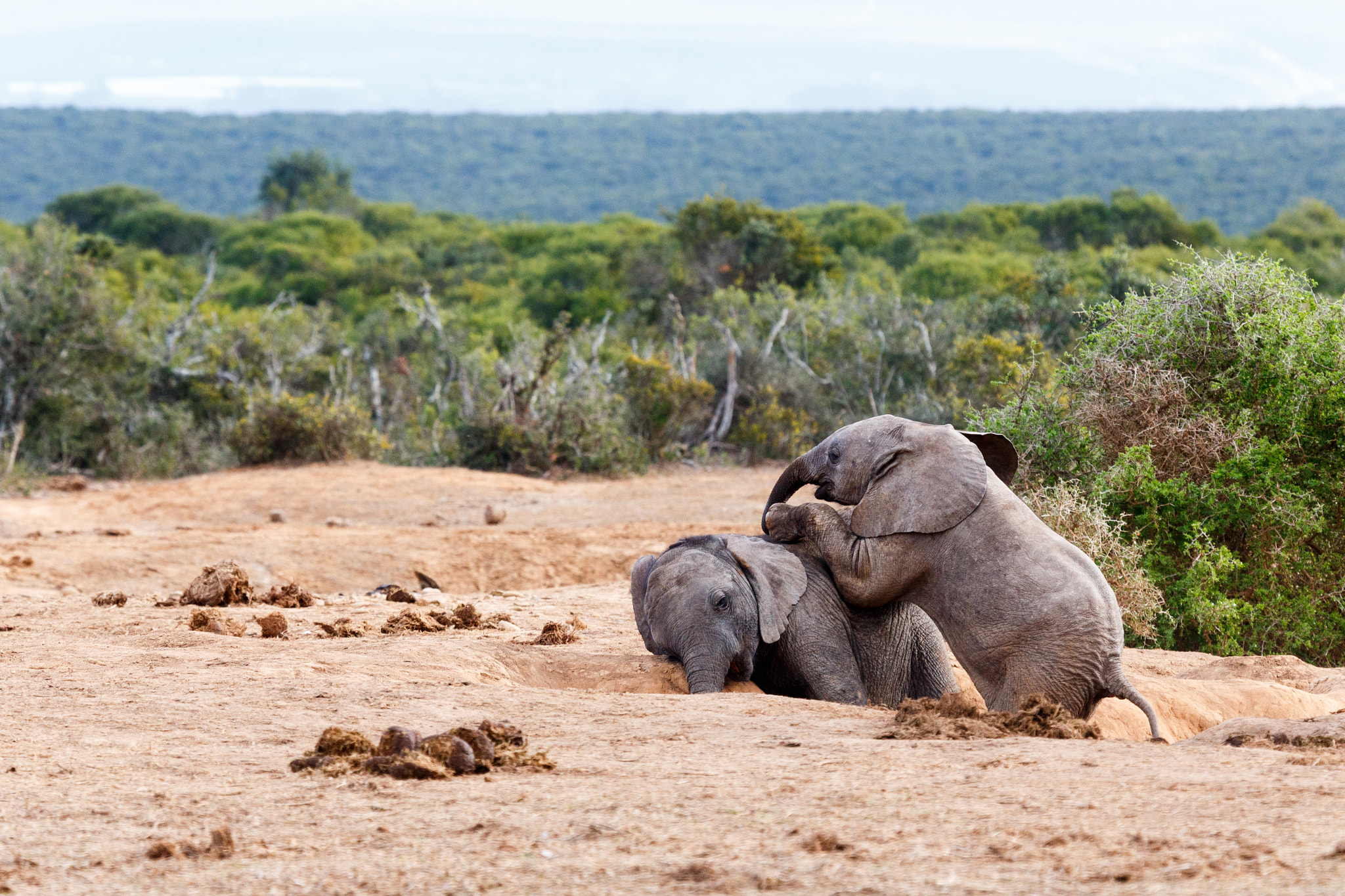 Canon EF 100-400mm F4.5-5.6L IS USM sample photo. Playing dead -african bush elephant photography
