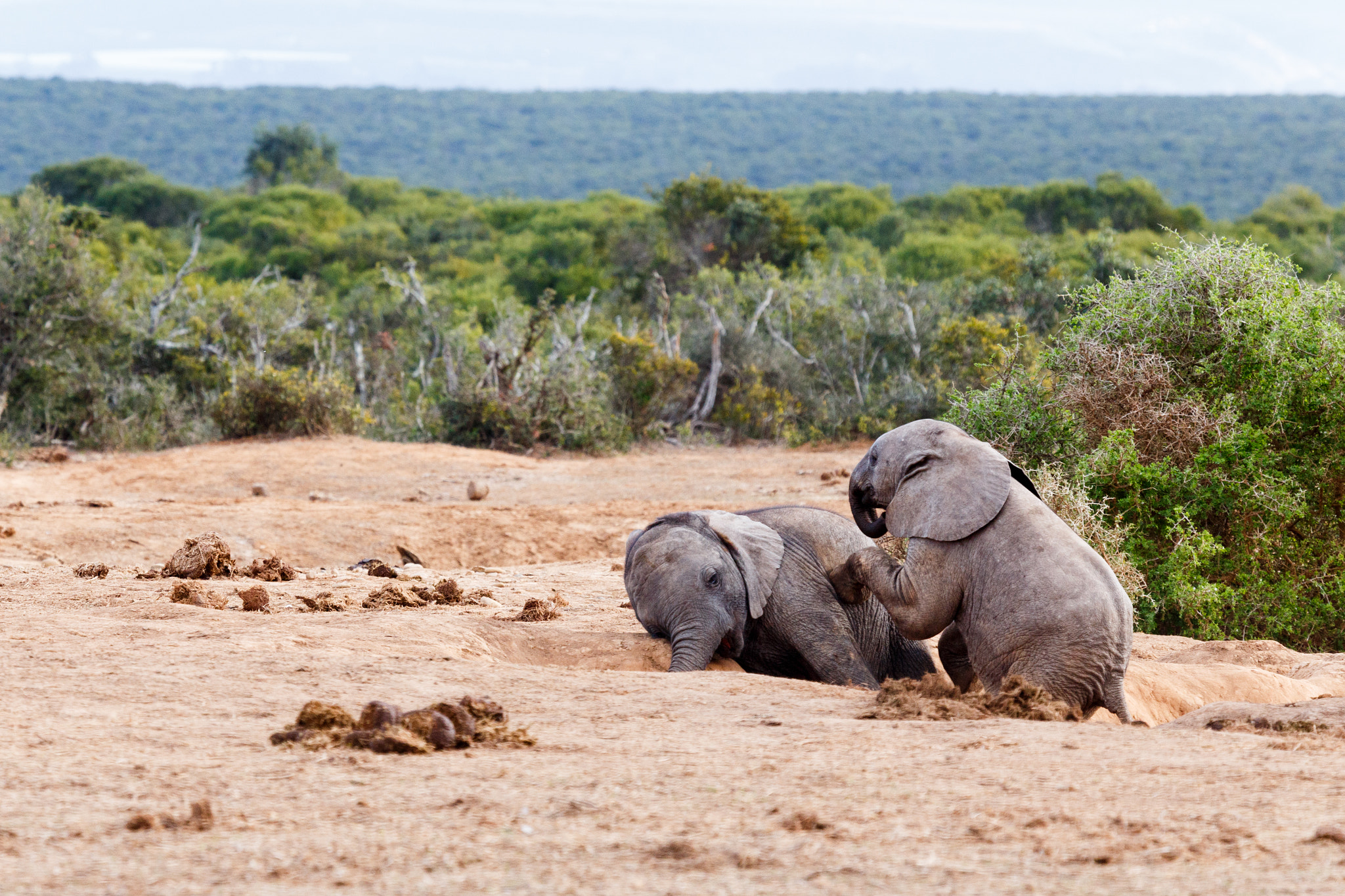 Canon EF 100-400mm F4.5-5.6L IS USM sample photo. Just taking a nap - african bush elephant photography