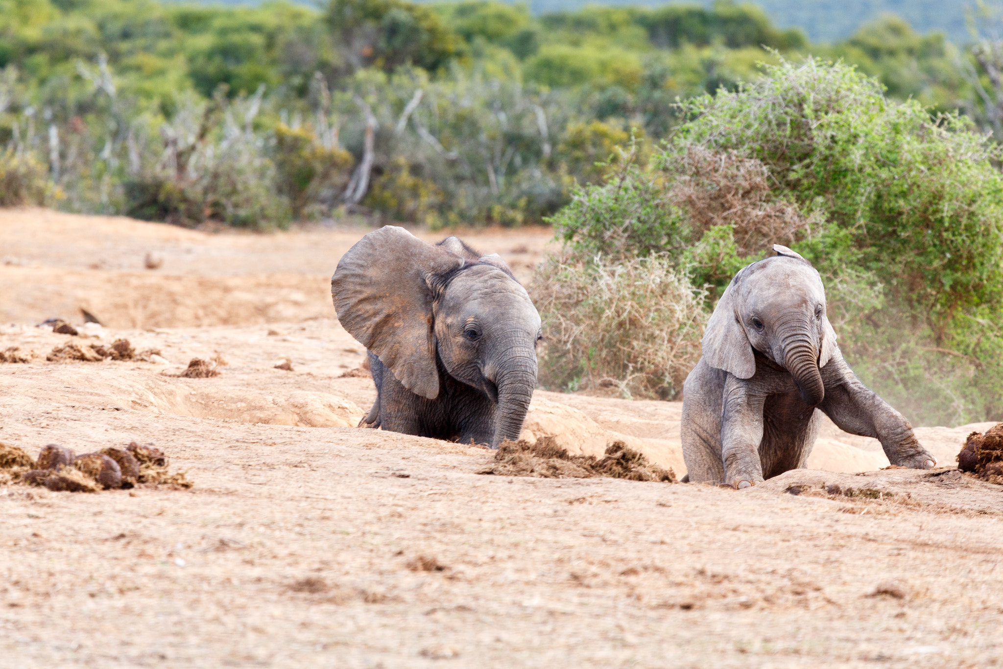 Canon EF 100-400mm F4.5-5.6L IS USM sample photo. Follow me - african bush elephant photography