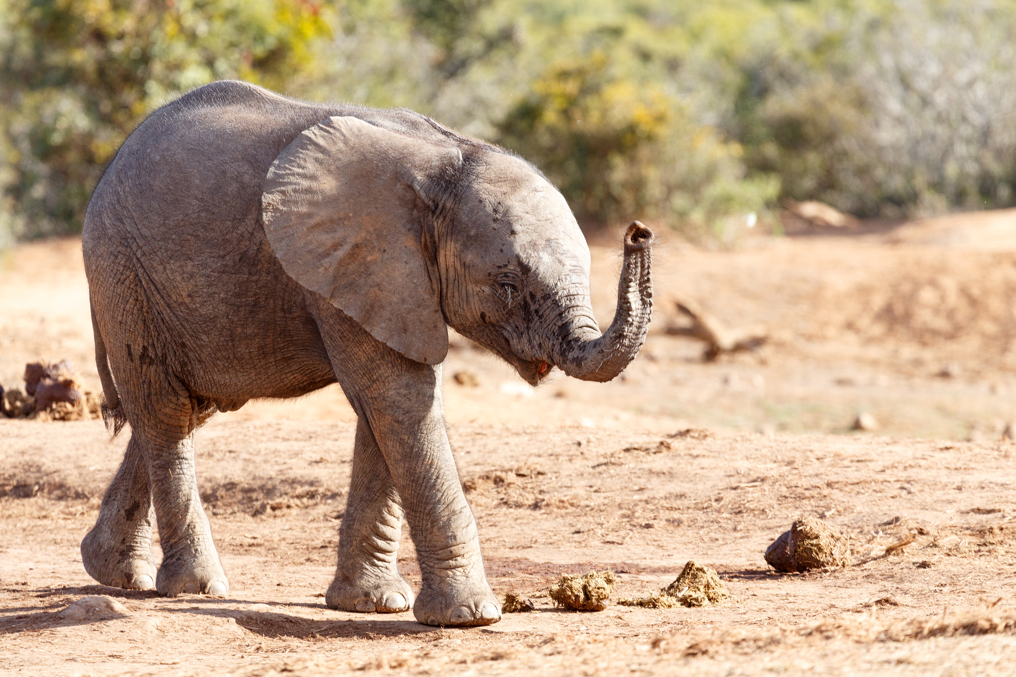 Canon EF 100-400mm F4.5-5.6L IS USM sample photo. Happy thoughts - african bush elephant photography