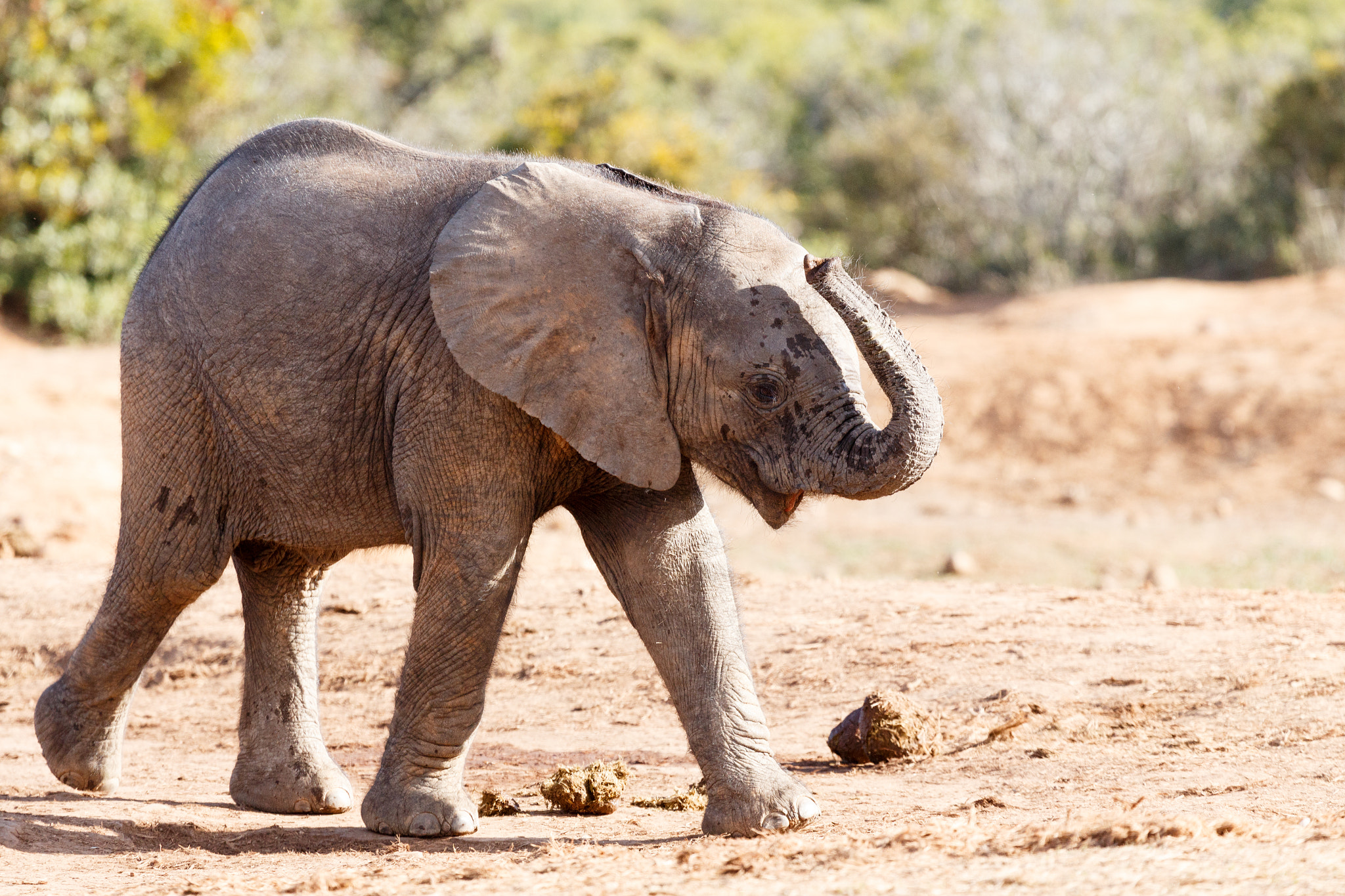 Canon EF 100-400mm F4.5-5.6L IS USM sample photo. They went that way - african bush elephant photography