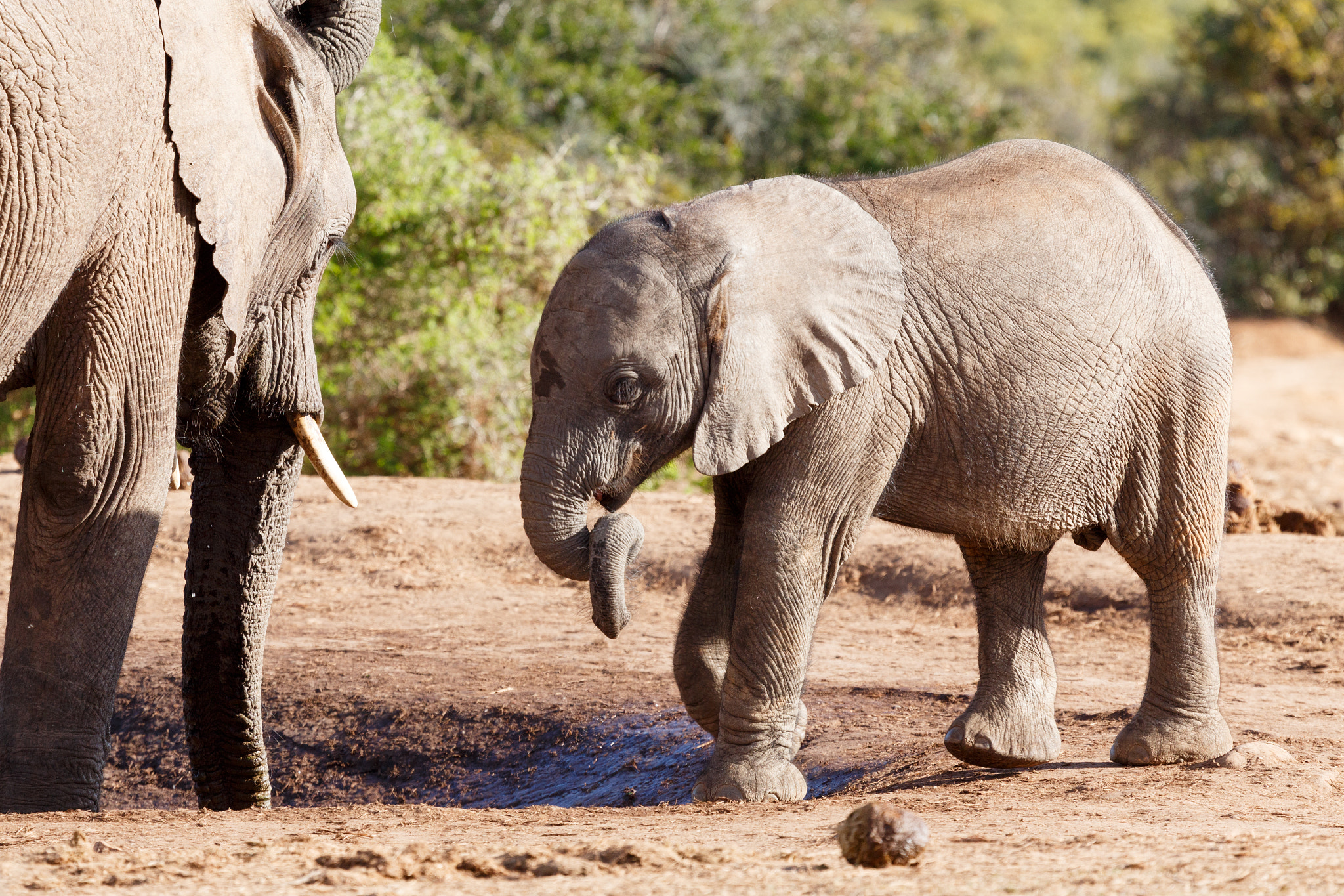 Canon EF 100-400mm F4.5-5.6L IS USM sample photo. Trunk twist - african bush elephant photography