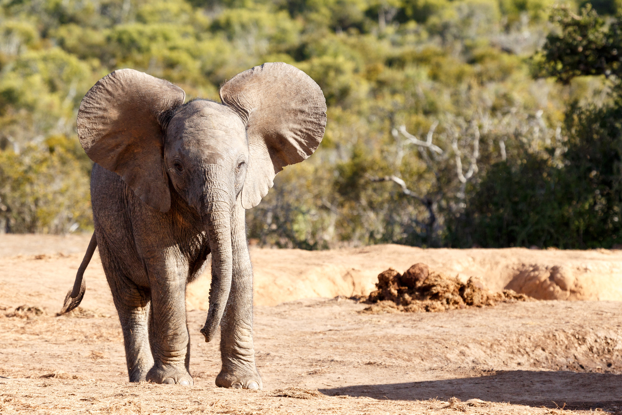 Canon EF 100-400mm F4.5-5.6L IS USM sample photo. Big ears -  african bush elephant photography