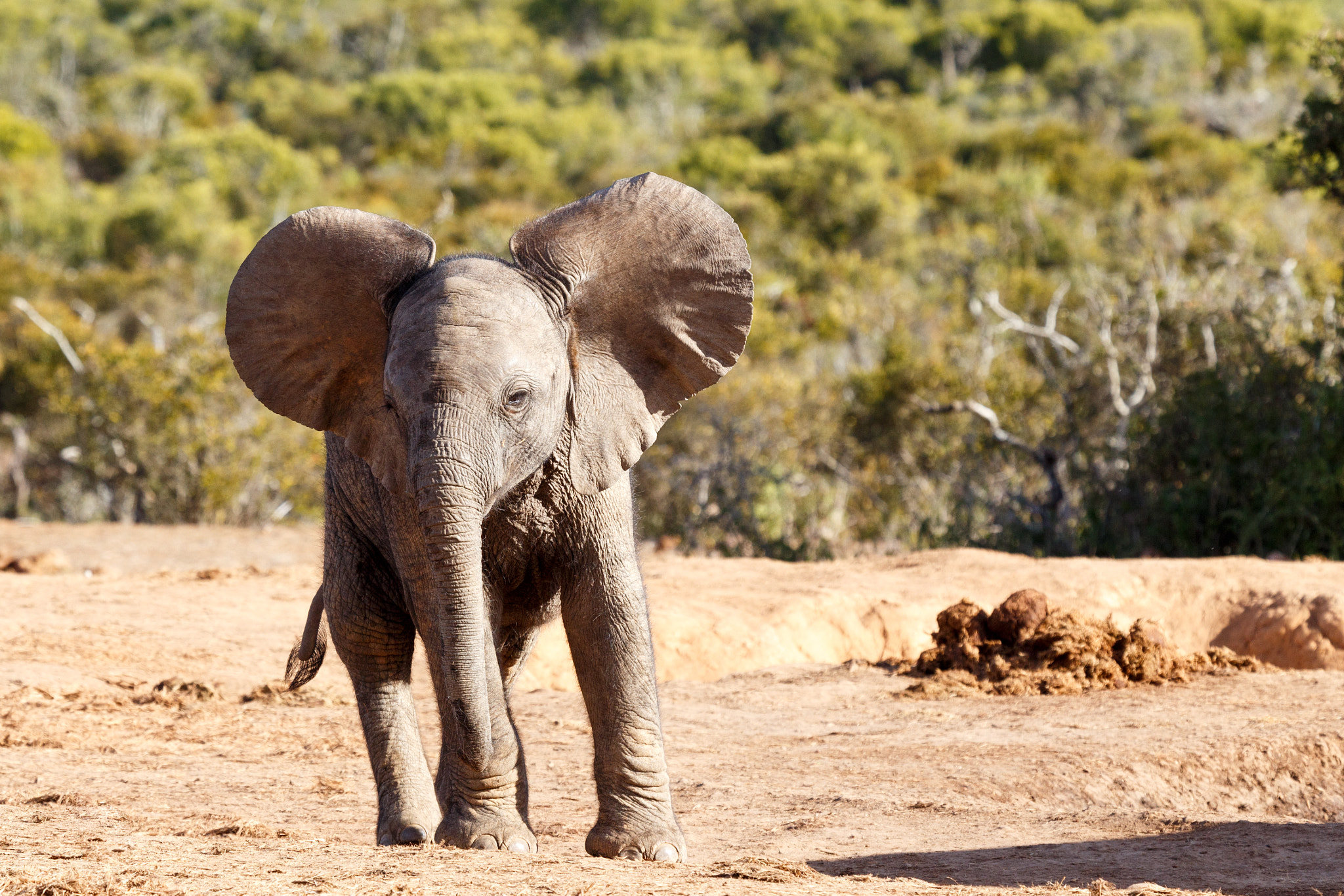 Canon EF 100-400mm F4.5-5.6L IS USM sample photo. Showing off - african bush elephant photography