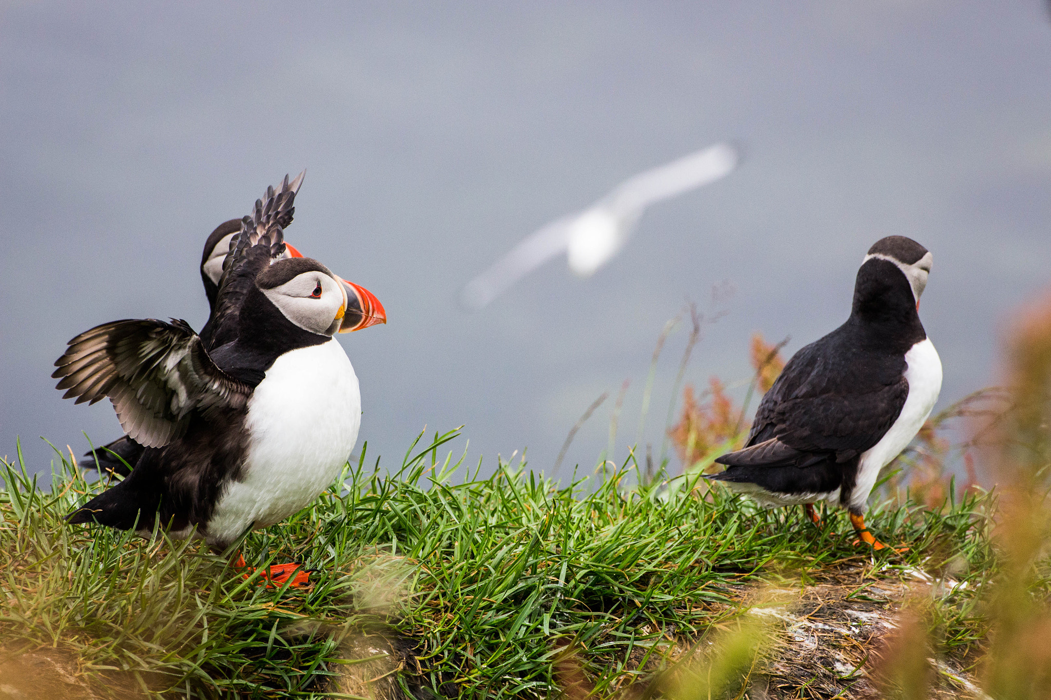 Canon EOS 650D (EOS Rebel T4i / EOS Kiss X6i) sample photo. Puffins photography