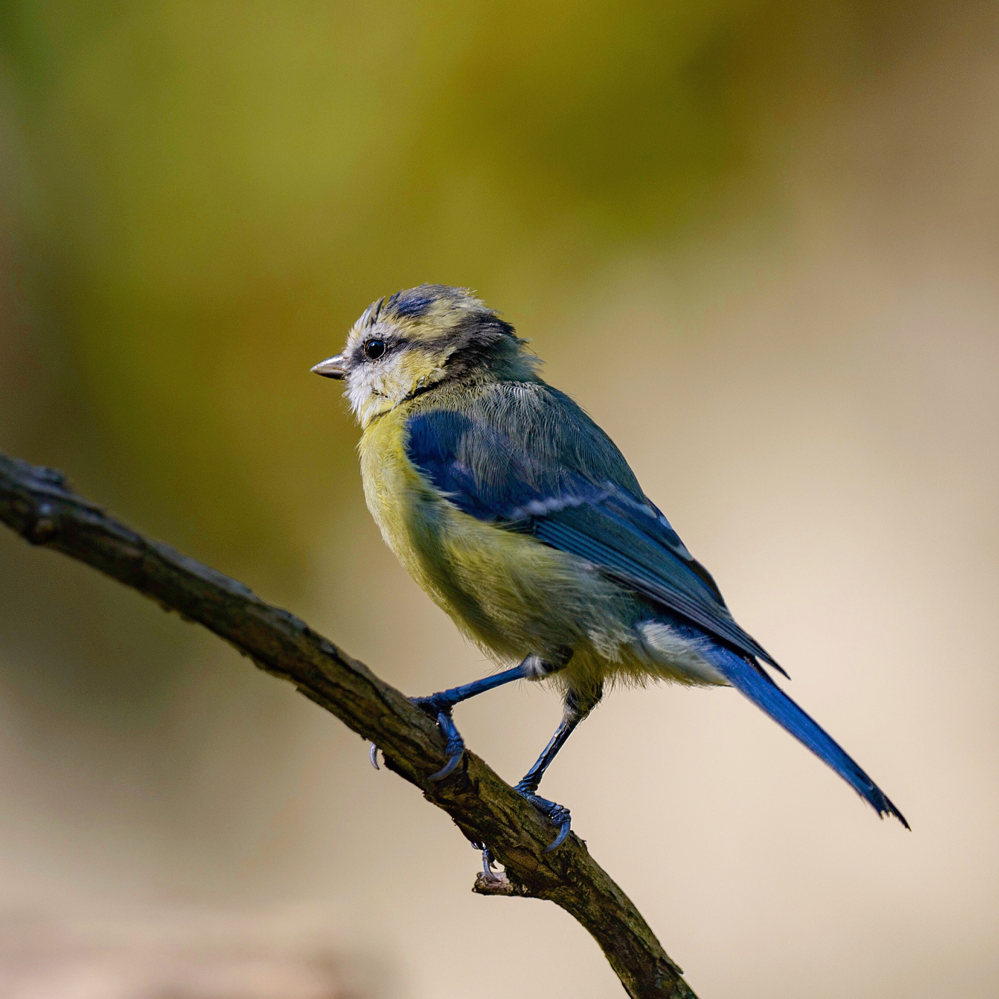 Nikon D800 + Nikon AF-S Nikkor 500mm F4G ED VR sample photo. Mesange bleue photography