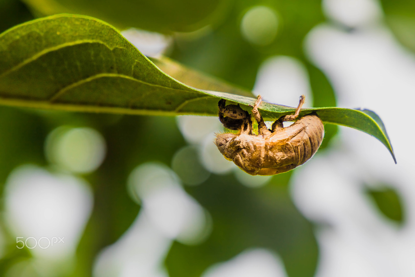 Canon EF 24-105mm F3.5-5.6 IS STM sample photo. Cicada photography