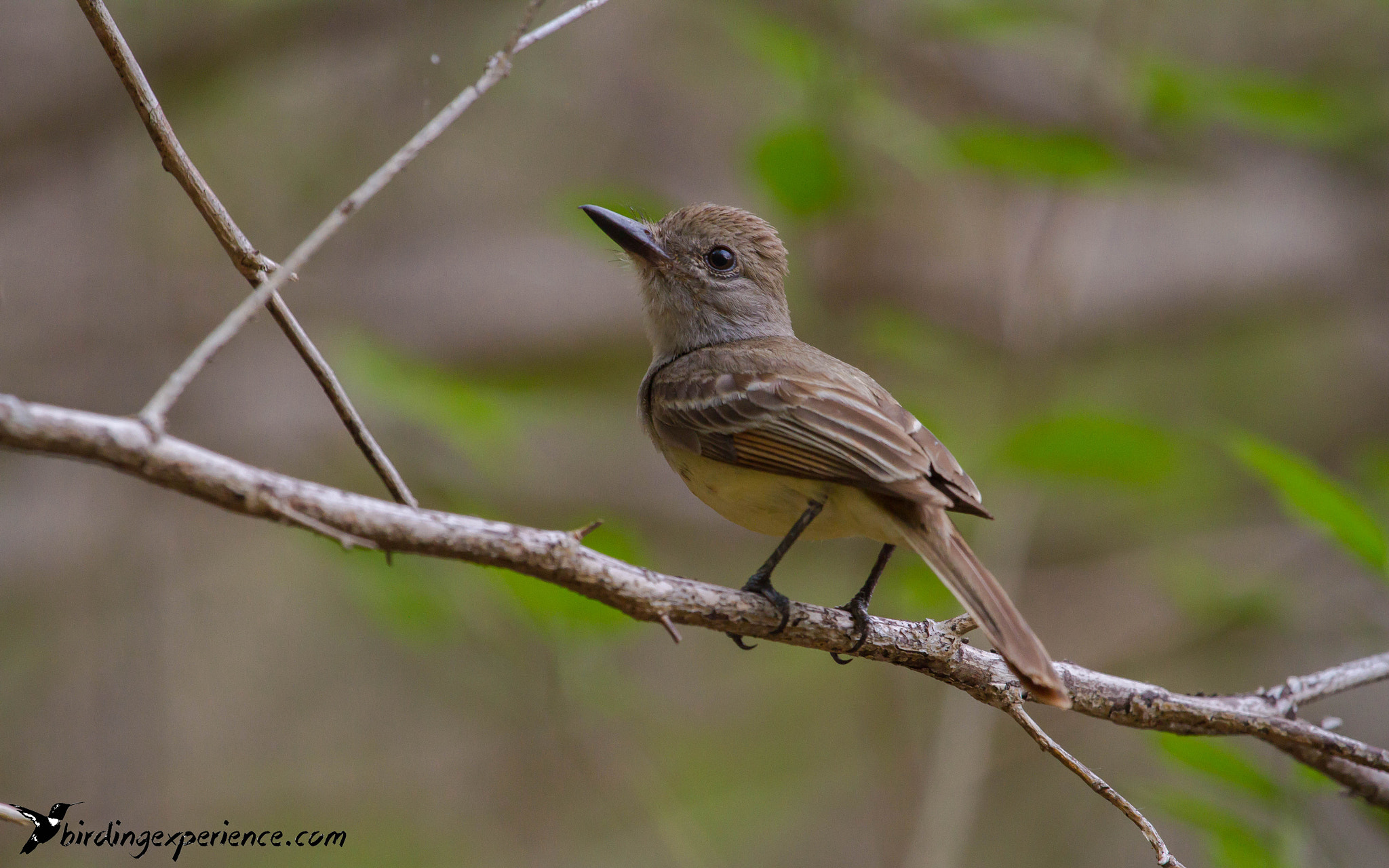 Canon EF 100-400mm F4.5-5.6L IS USM sample photo. Brown-crested flycatcher (myiarchus tyrannulus photography