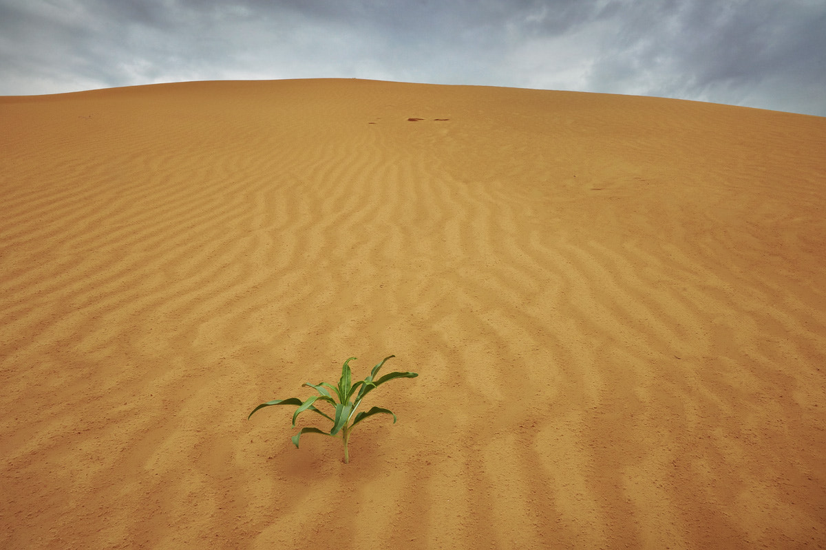 Sony Alpha a99 sample photo. Desert diversity photography
