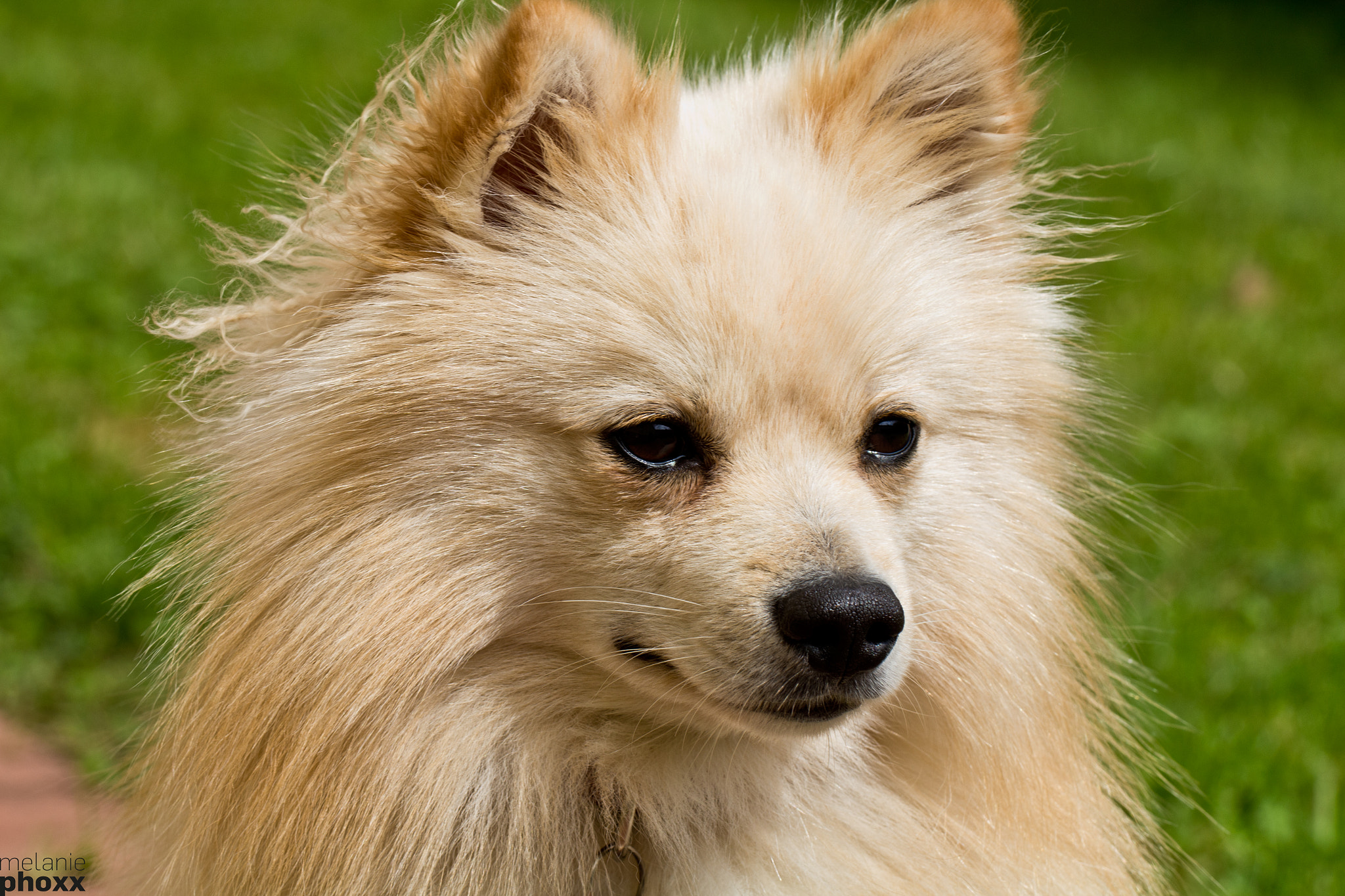 Canon EOS 700D (EOS Rebel T5i / EOS Kiss X7i) + Canon EF 100mm F2.8L Macro IS USM sample photo. Tiny dog in a big world photography