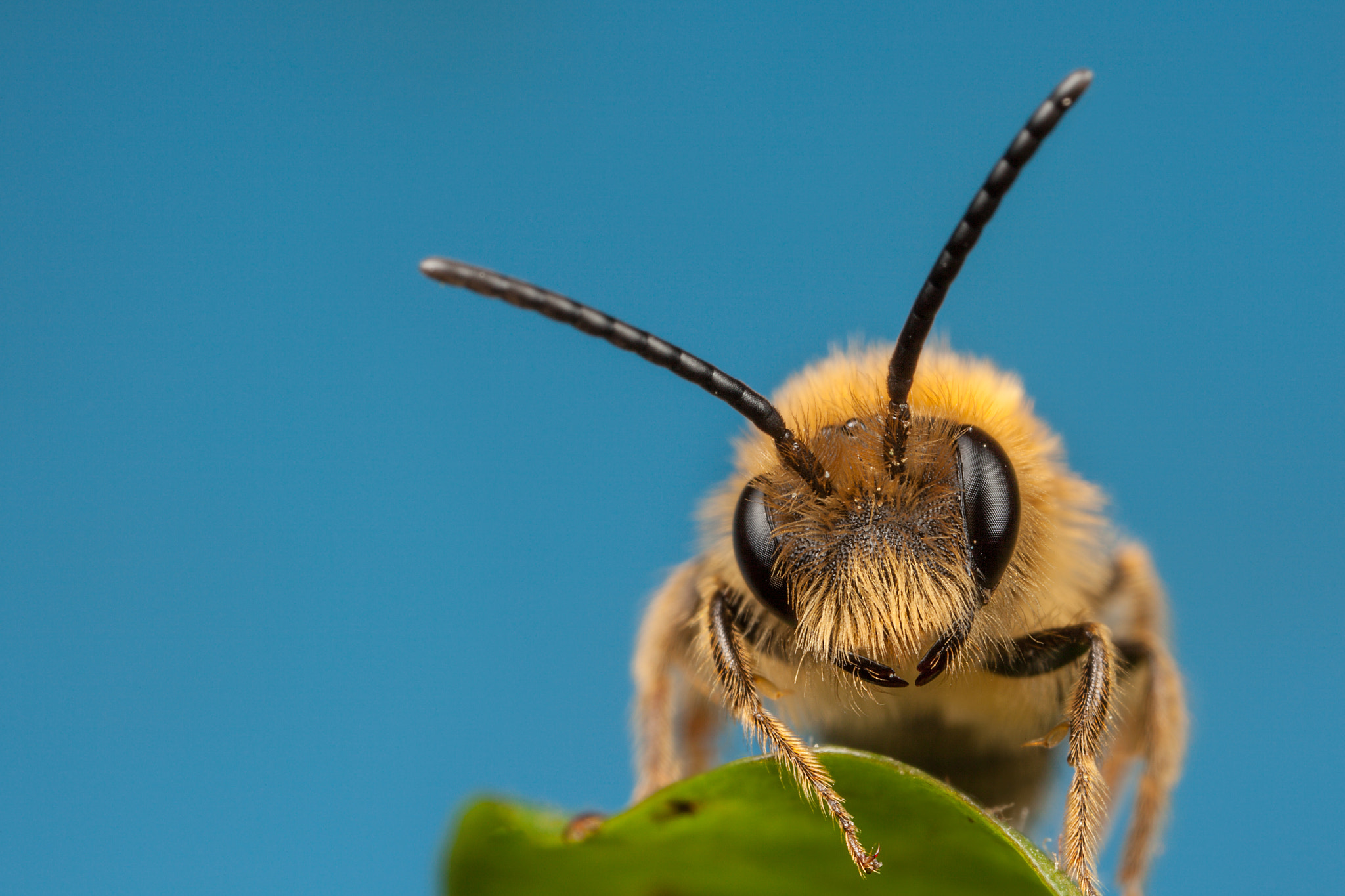 Canon MP-E 65mm F2.5 1-5x Macro Photo sample photo. Solitary bee photography