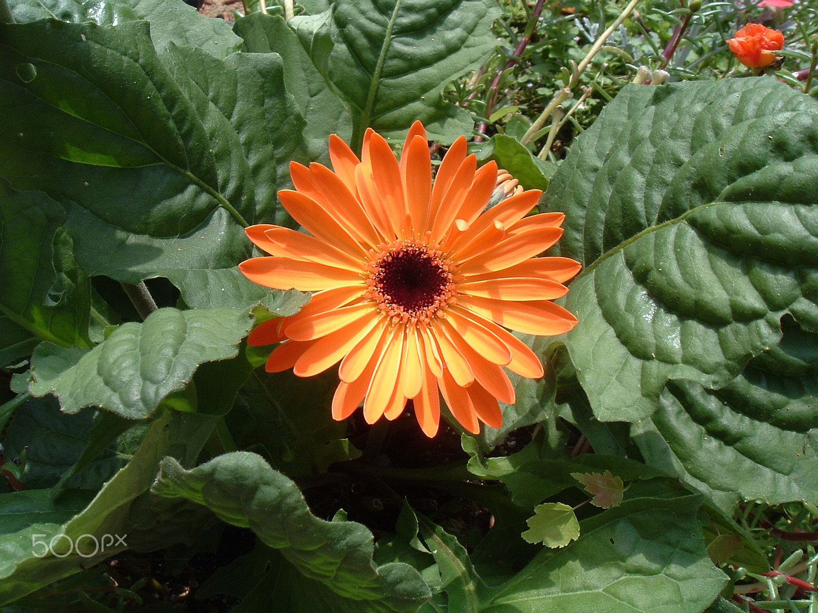 Fujifilm FinePix A210 sample photo. Orange gerbera daisy photography