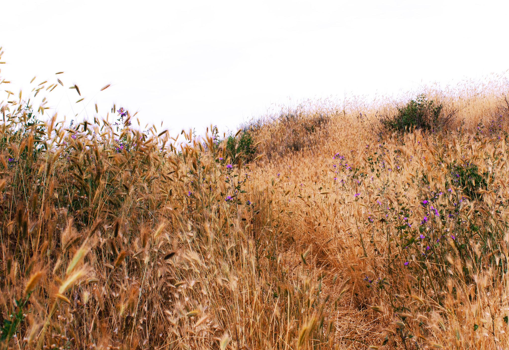 Nikon D7000 + Sigma 50mm F1.4 EX DG HSM sample photo. Crimea photography