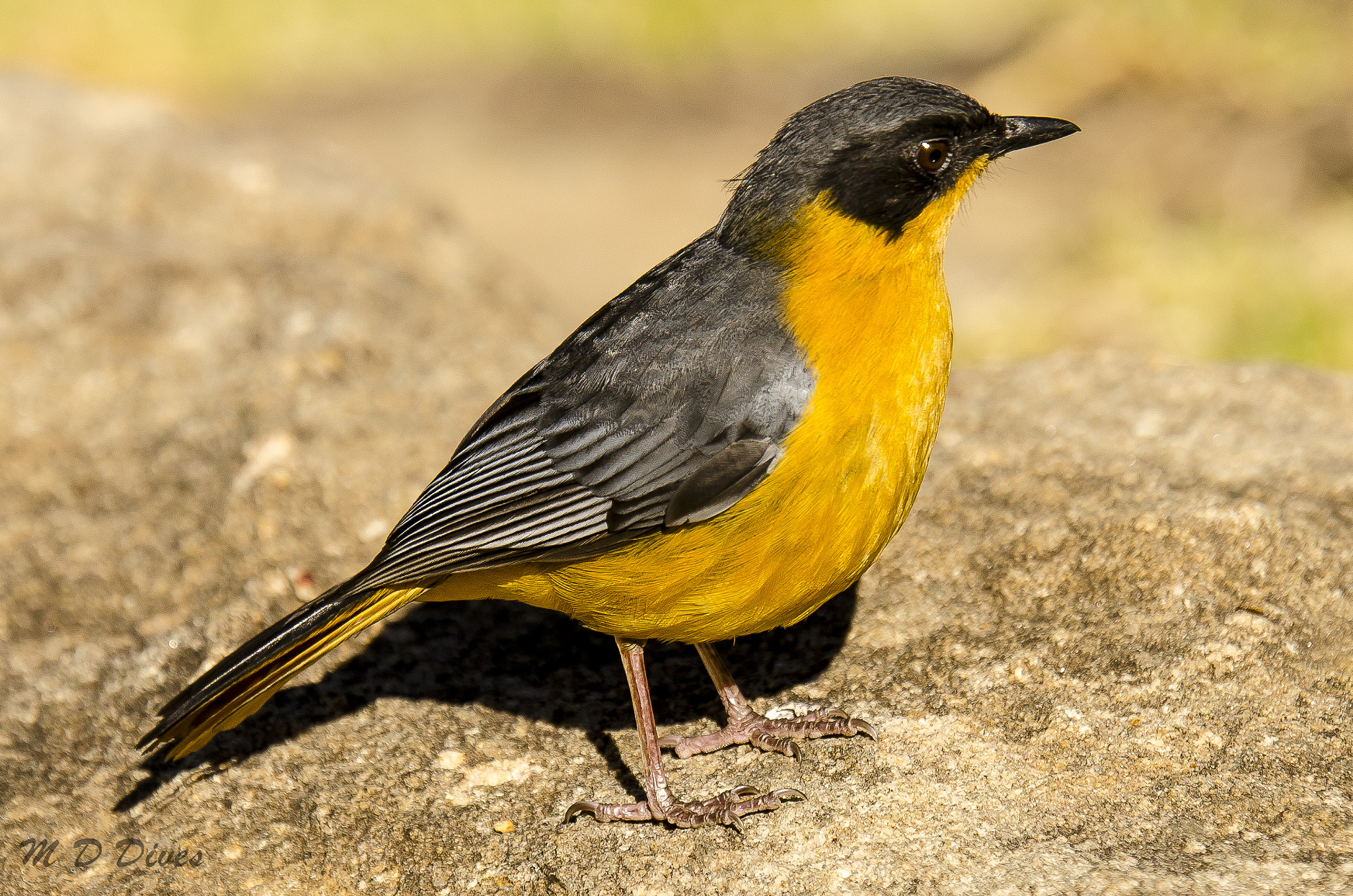 Tamron SP 70-200mm F2.8 Di VC USD sample photo. Chorister robin photography