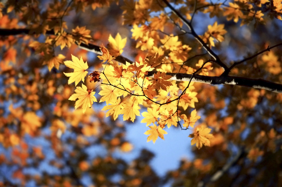 Canon EOS-1D Mark III sample photo. 2d8h7014.jpg photography