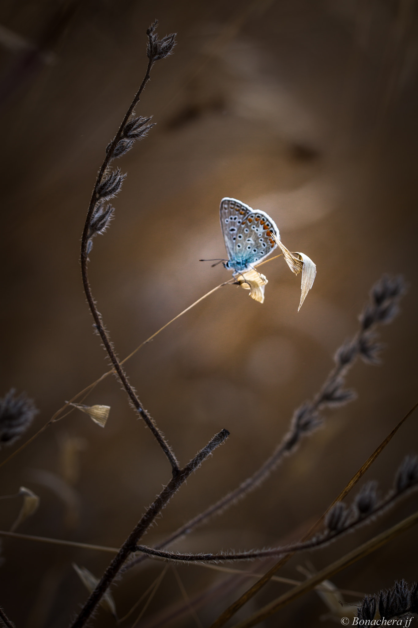 Sigma 150mm f/2.8 EX DG OS HSM APO Macro sample photo. Bleu argus photography