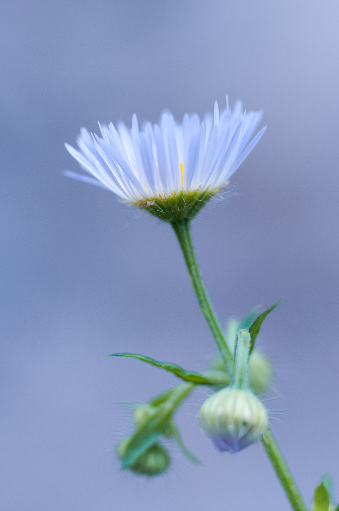 Pentax K20D + smc PENTAX-FA MACRO 100mm F3.5 sample photo. Off-white photography