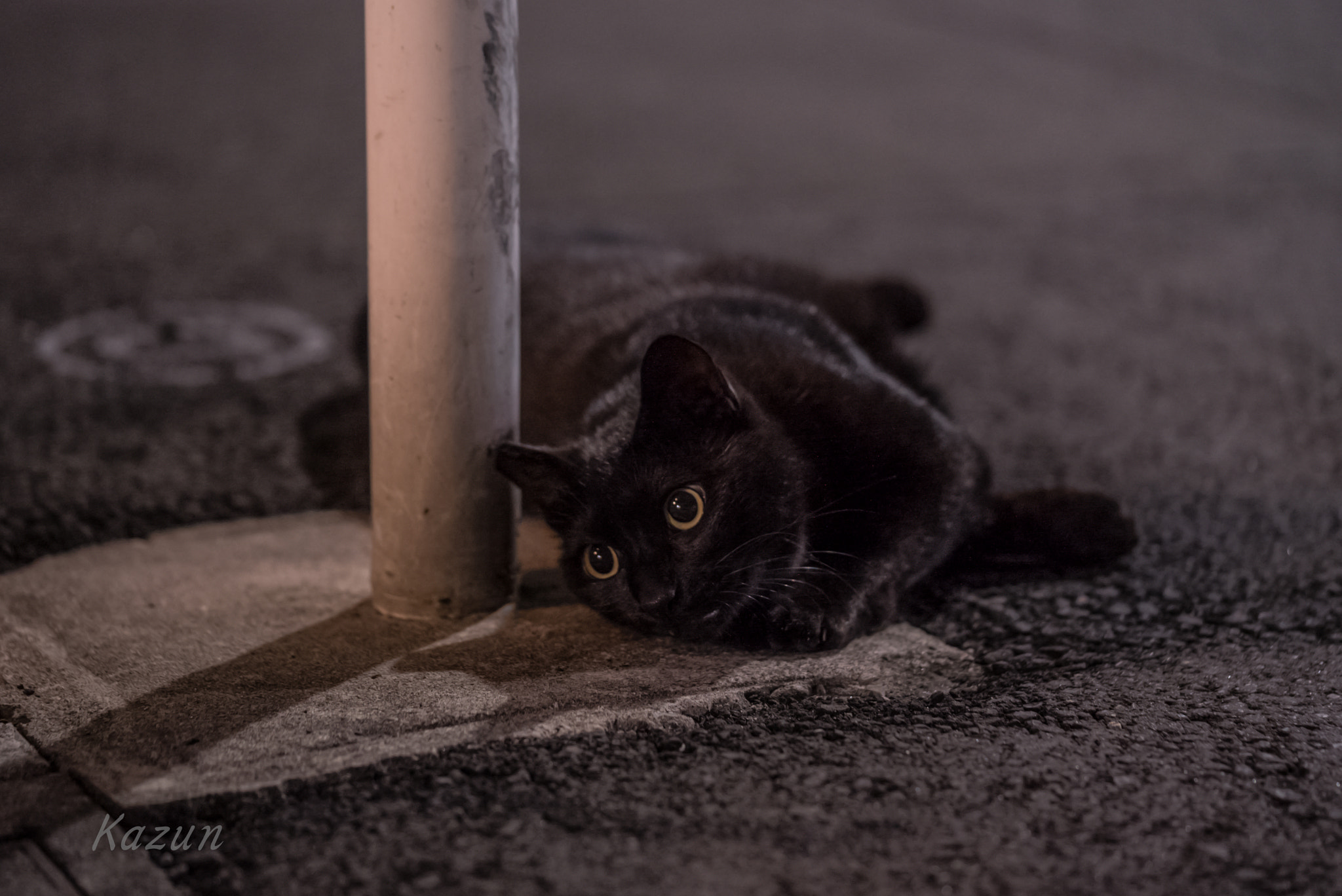 Sony a7S II + Sony FE 90mm F2.8 Macro G OSS sample photo. So cute! photography