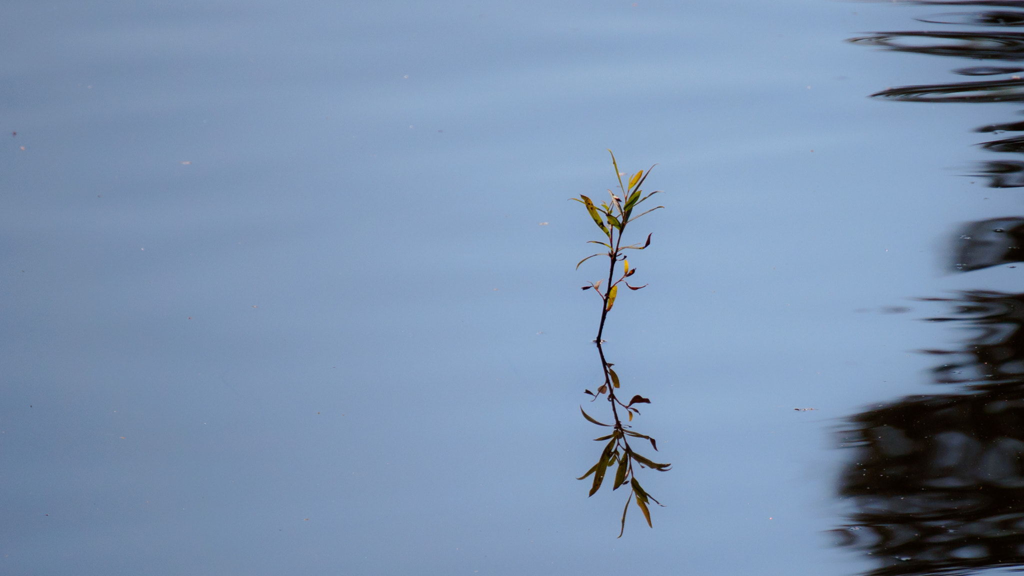 LUMIX G VARIO 45-150/F4.0-5.6 sample photo. Spiegelung photography
