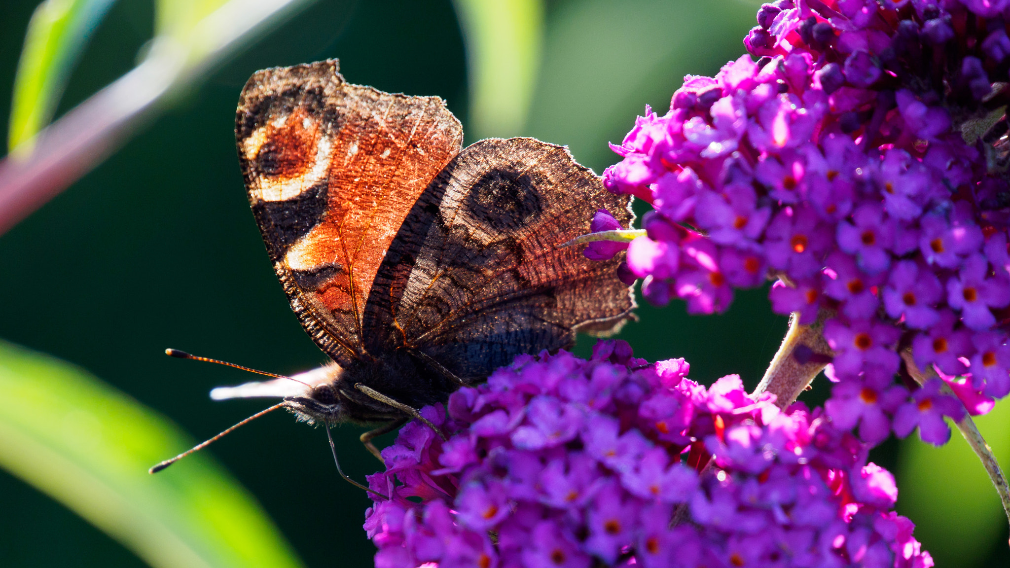 LUMIX G VARIO 45-150/F4.0-5.6 sample photo. Butterfly morning photography