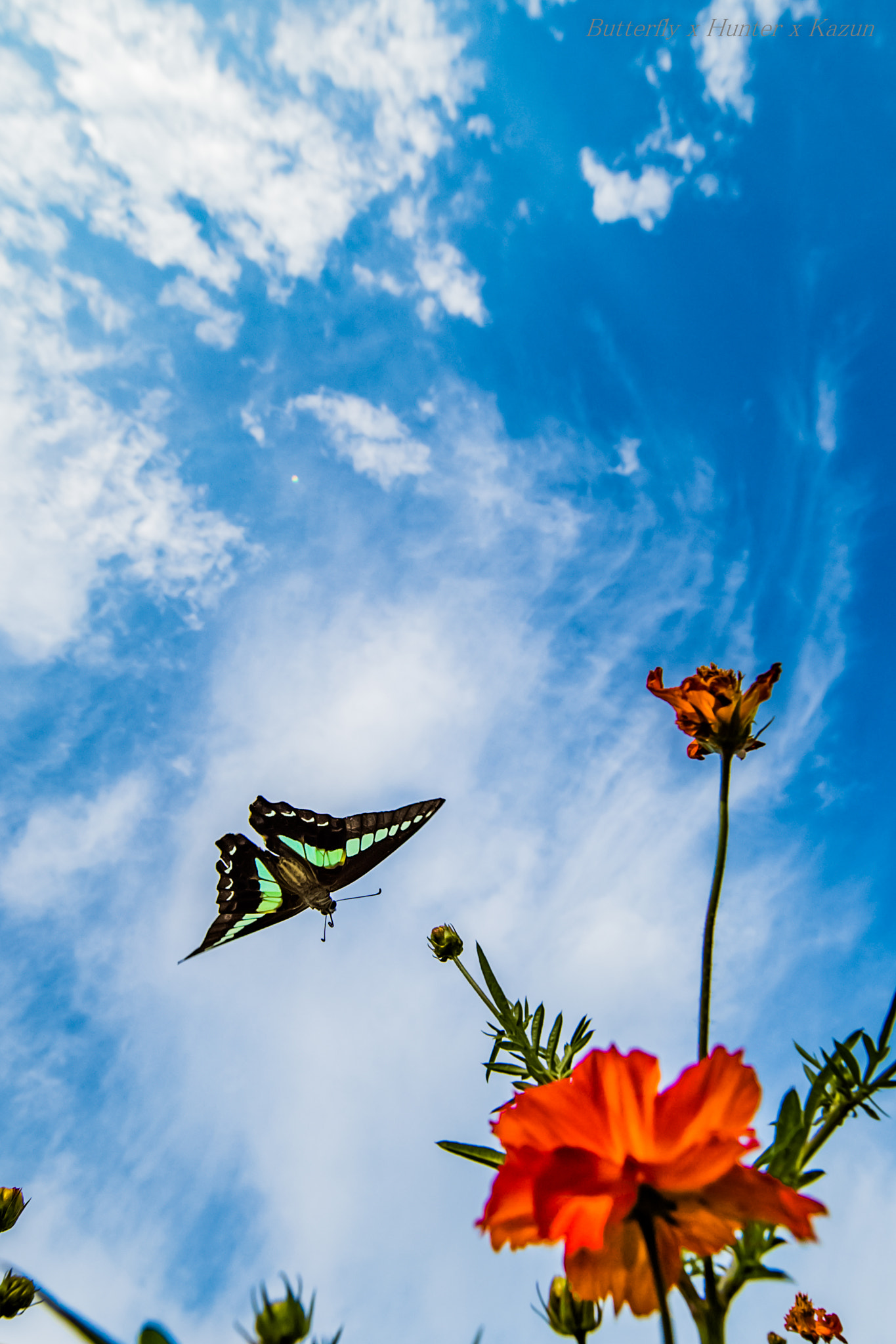 Canon EF 11-24mm F4L USM sample photo. Fly away! photography