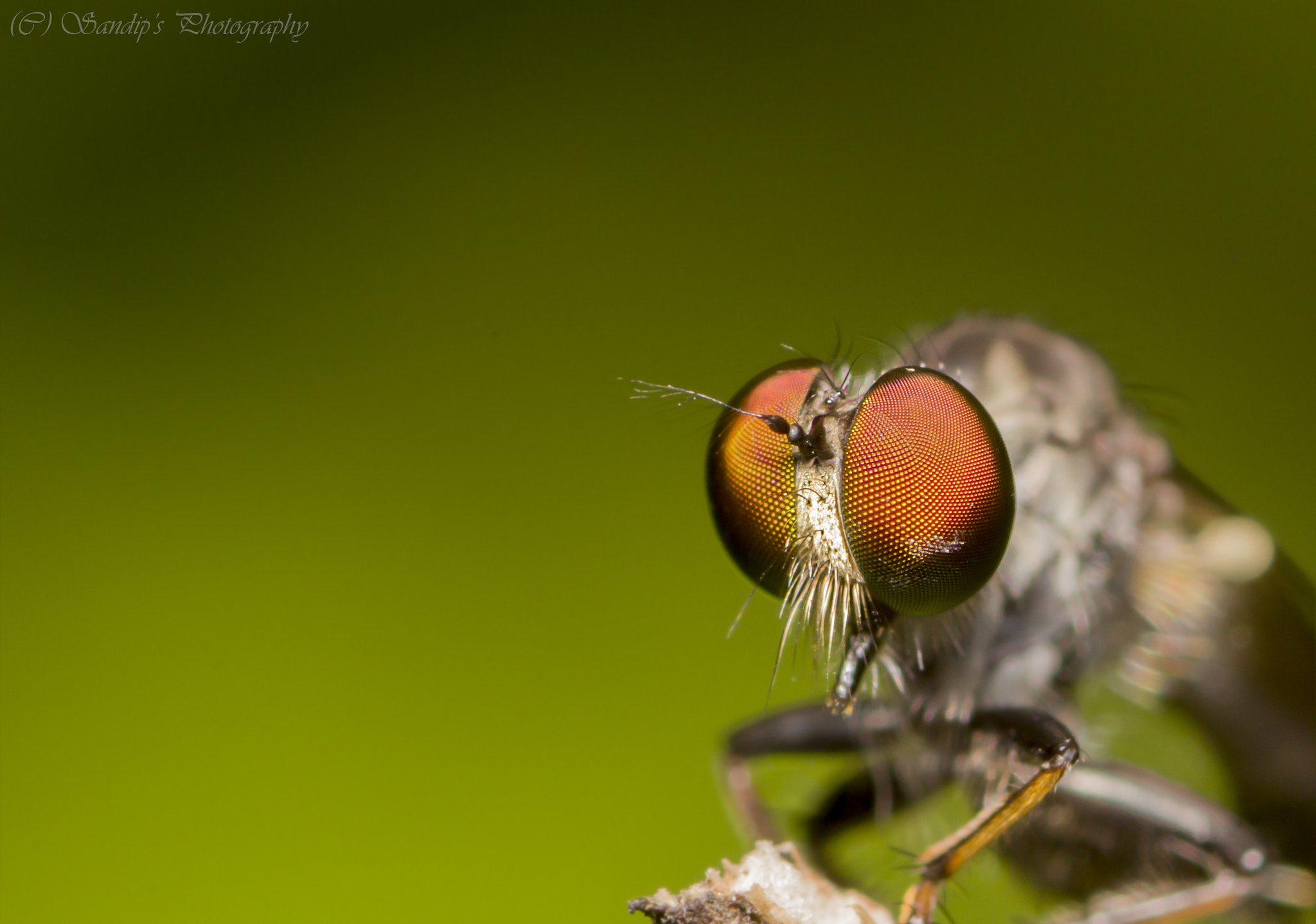 Canon EOS 600D (Rebel EOS T3i / EOS Kiss X5) + Tamron SP AF 90mm F2.8 Di Macro sample photo. Robber..... photography