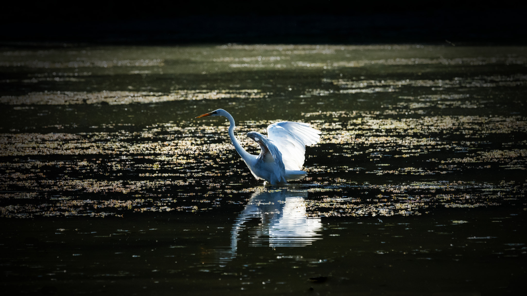 Sony 70-400mm F4-5.6 G SSM II sample photo. Sunset hunt photography