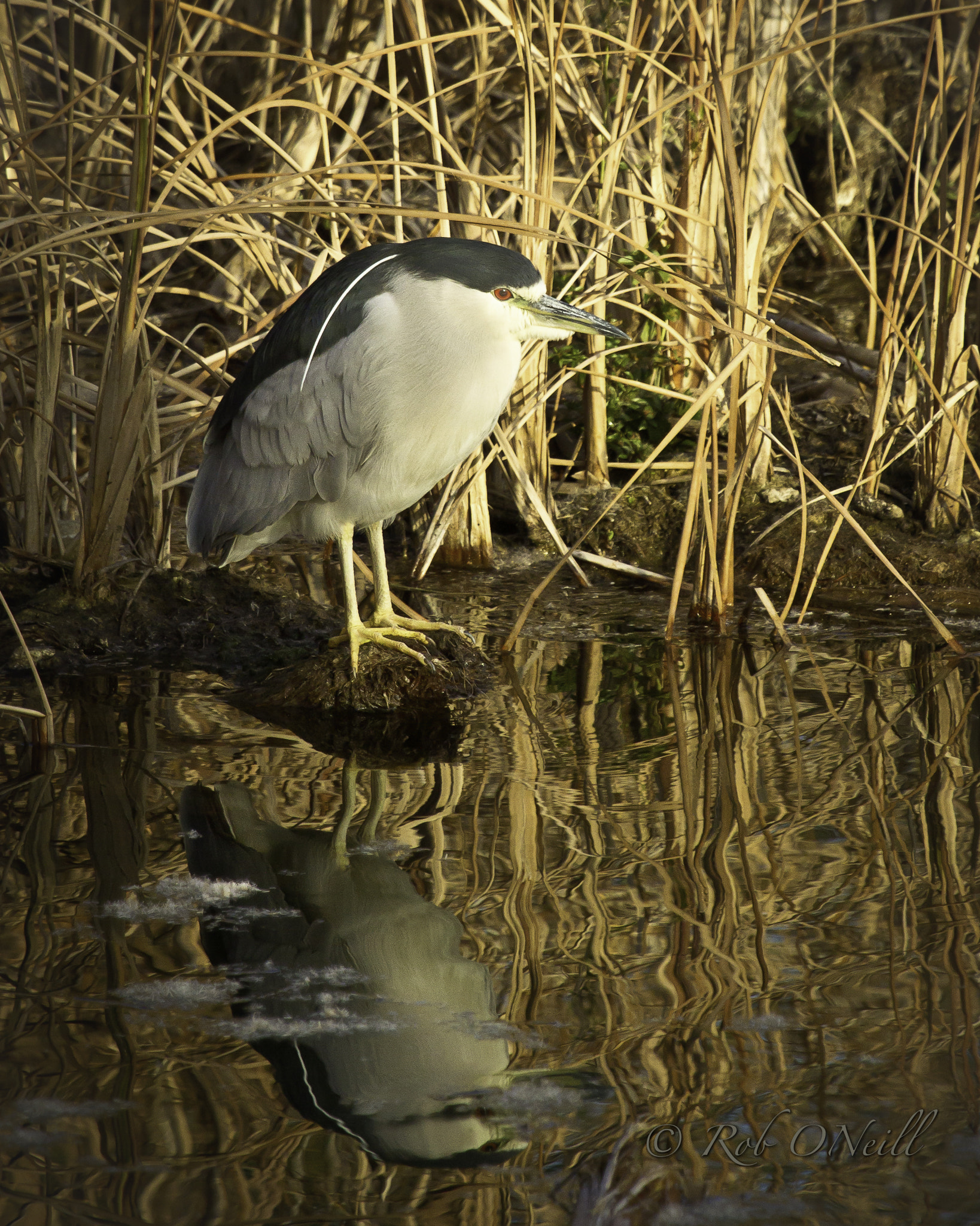 Canon EF 100-400mm F4.5-5.6L IS USM sample photo. Night heron reflection photography