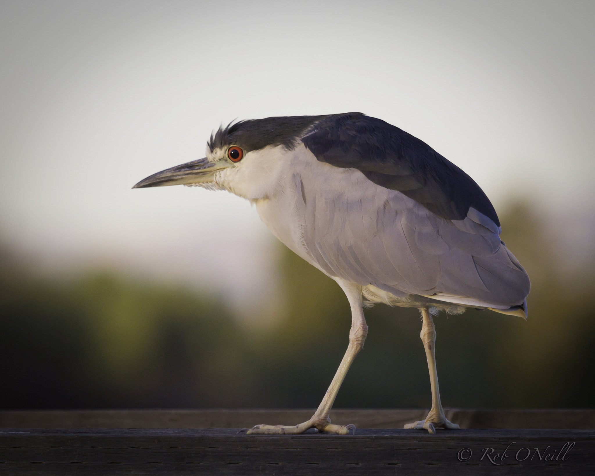 Canon EOS 7D + Canon EF 100-400mm F4.5-5.6L IS USM sample photo. Night heron fence photography