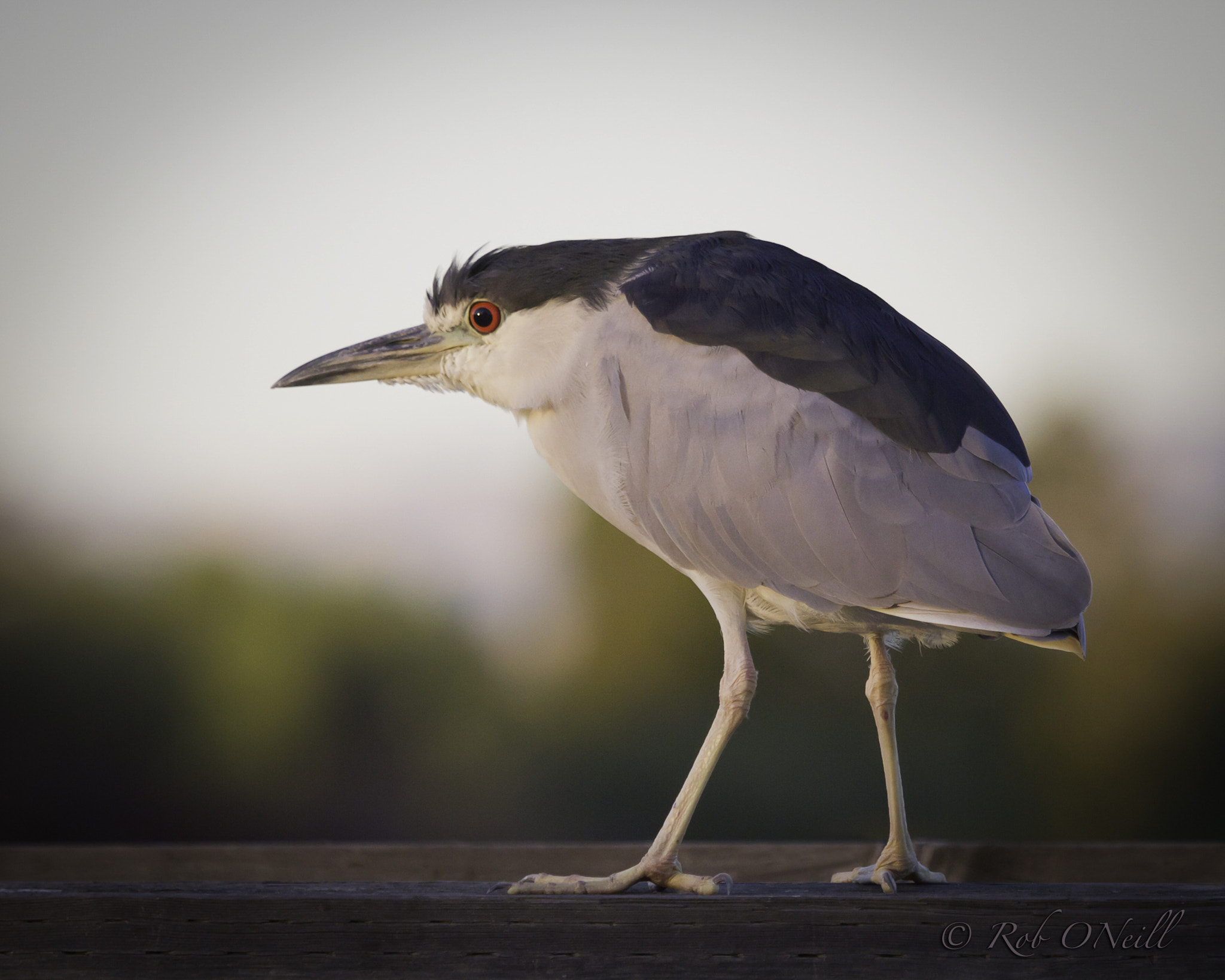 Canon EF 100-400mm F4.5-5.6L IS USM sample photo. Night heron fence photography