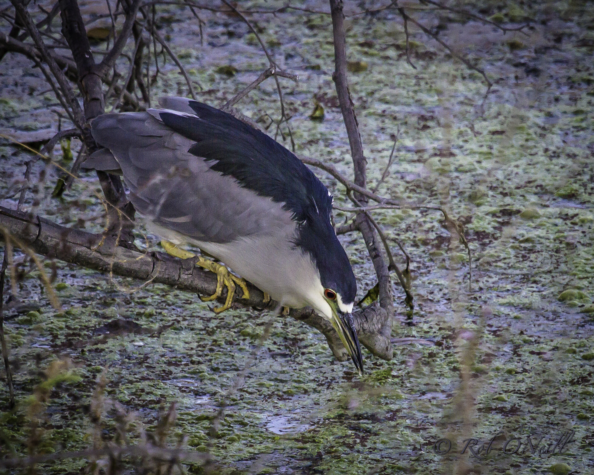 Canon EF 100-400mm F4.5-5.6L IS USM sample photo. Night heron feeding photography