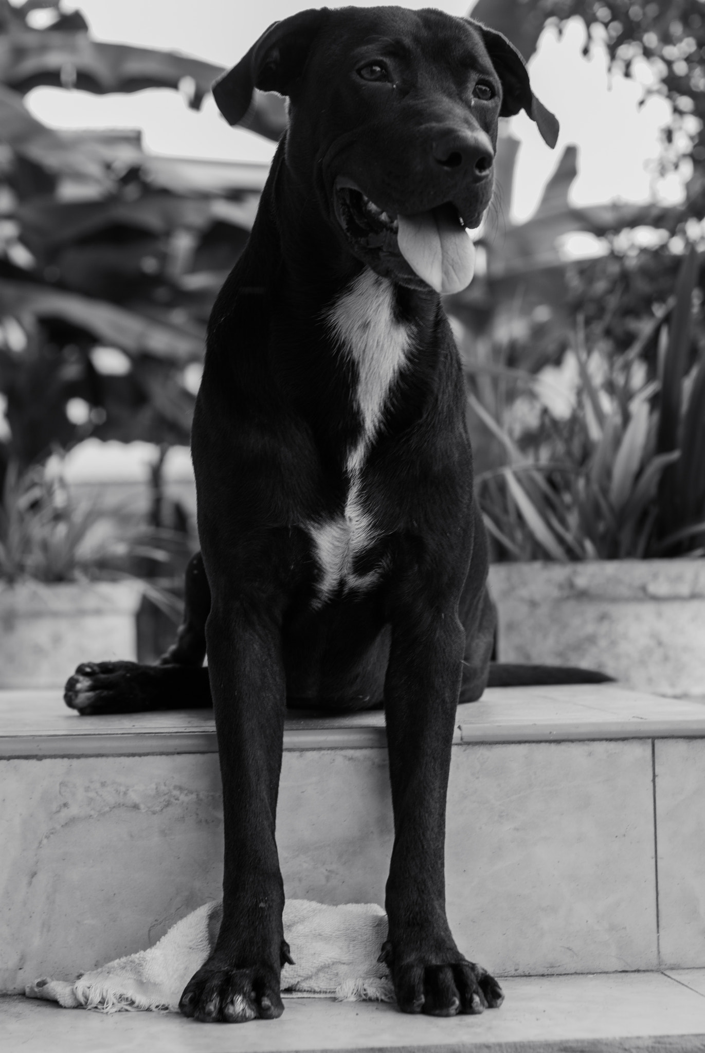 Nikon D60 + Nikon AF Nikkor 50mm F1.8D sample photo. His name is zeus photography