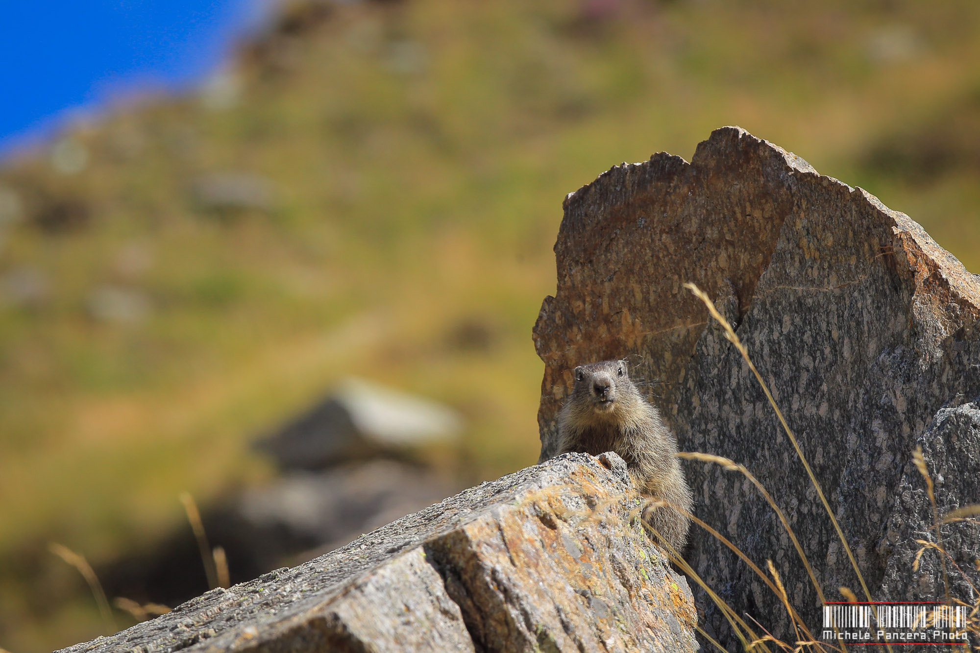 Canon EOS-1D Mark IV + Canon EF 300mm F2.8L IS USM sample photo. Marmot photography