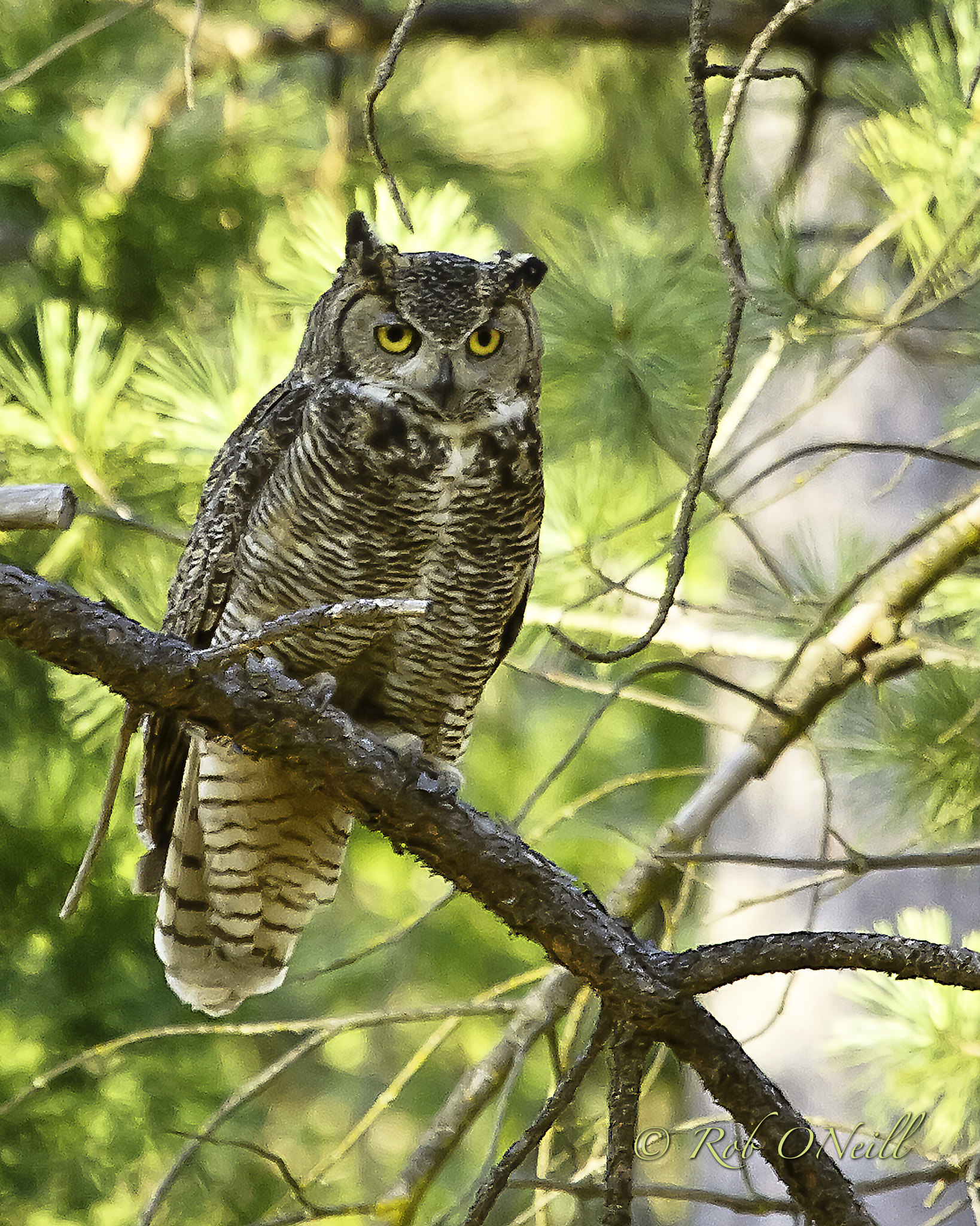 Canon EF 100-400mm F4.5-5.6L IS USM sample photo. Great horned owl photography