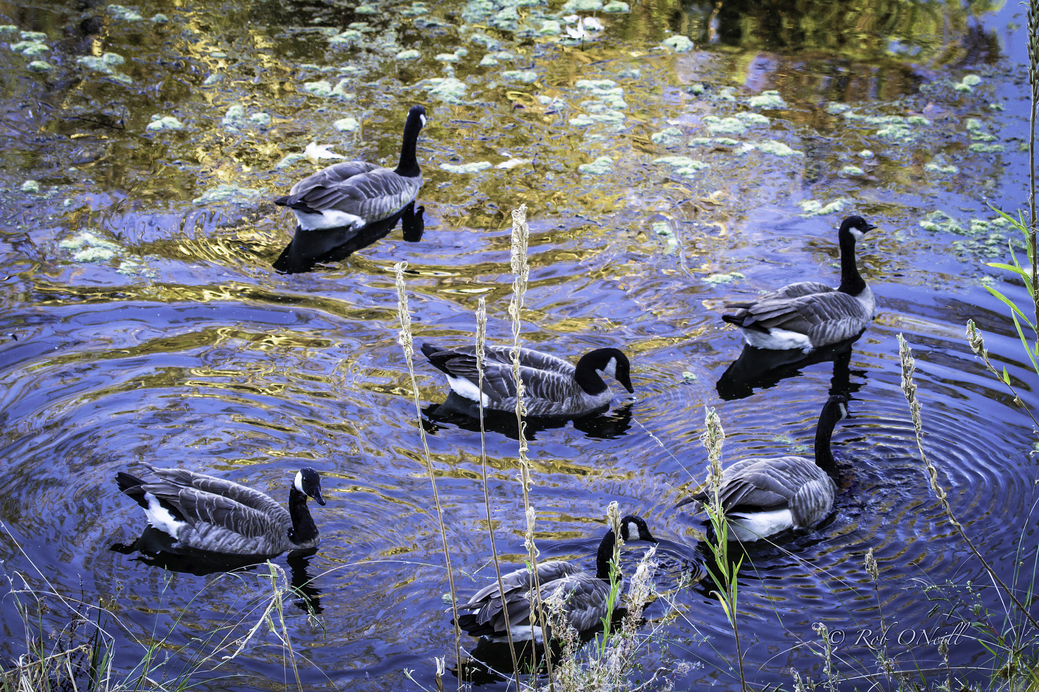 Canon EF 100-400mm F4.5-5.6L IS USM sample photo. Geese on water photography
