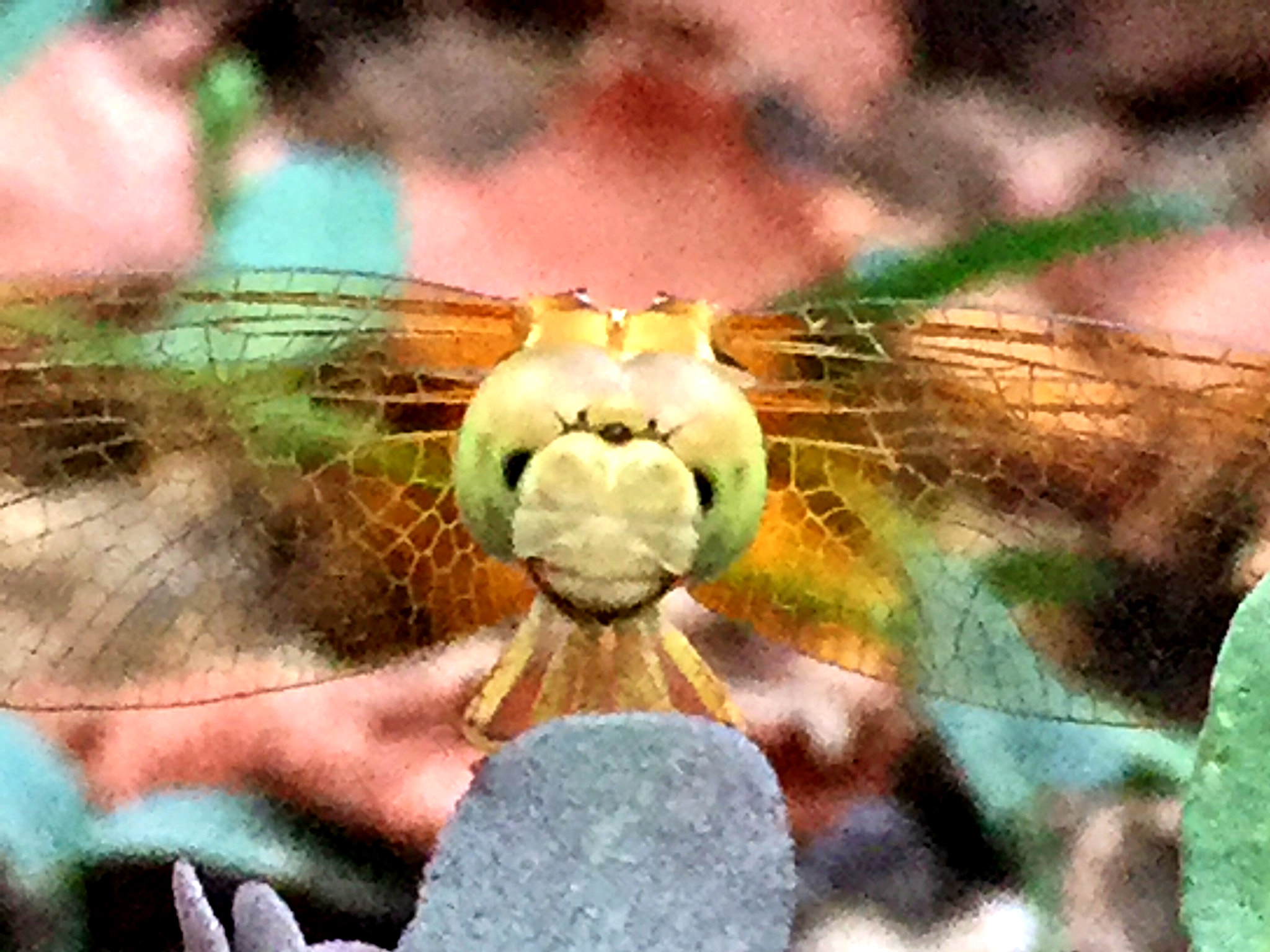 Apple iPhone7,2 sample photo. Gold dragonfly photography