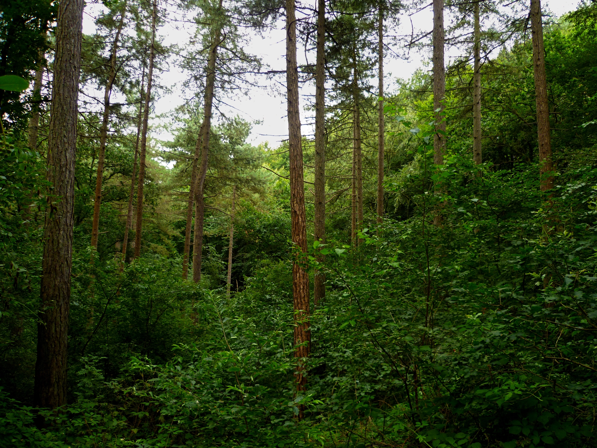 Panasonic DMC-FS10 sample photo. After the rain photography