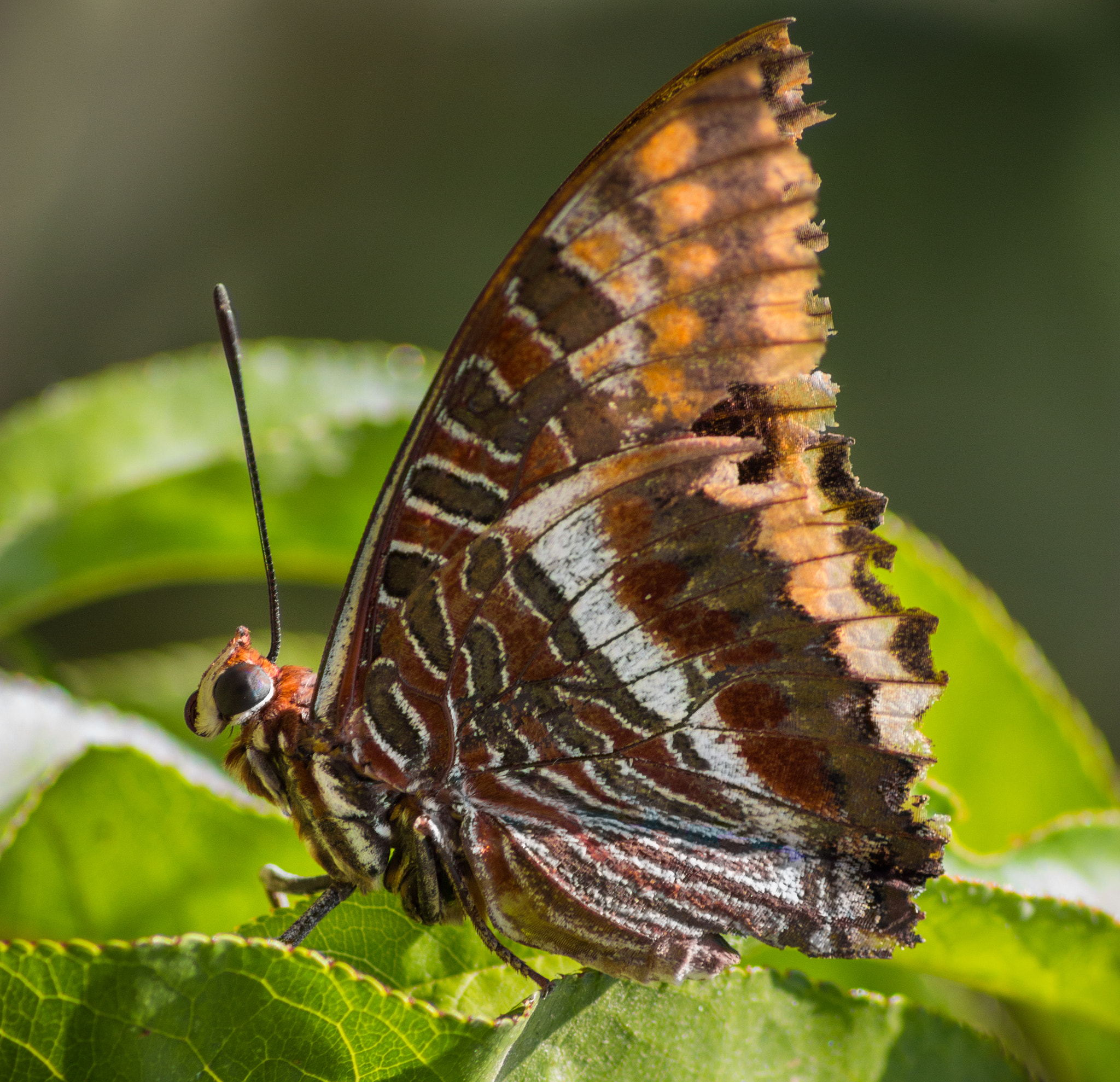 Canon EOS 100D (EOS Rebel SL1 / EOS Kiss X7) sample photo. Butterfly photography