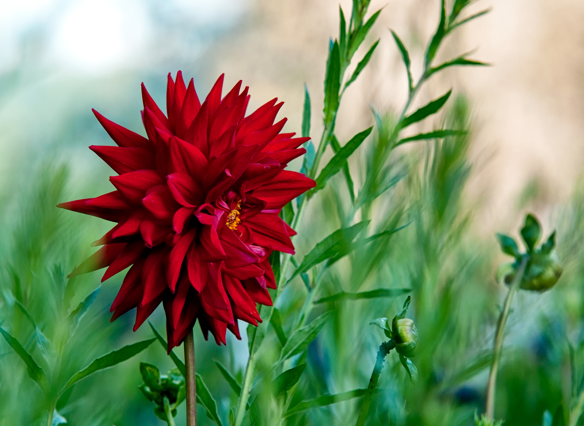 Sigma 70-200mm F2.8 EX DG Macro HSM II sample photo. Deep red photography