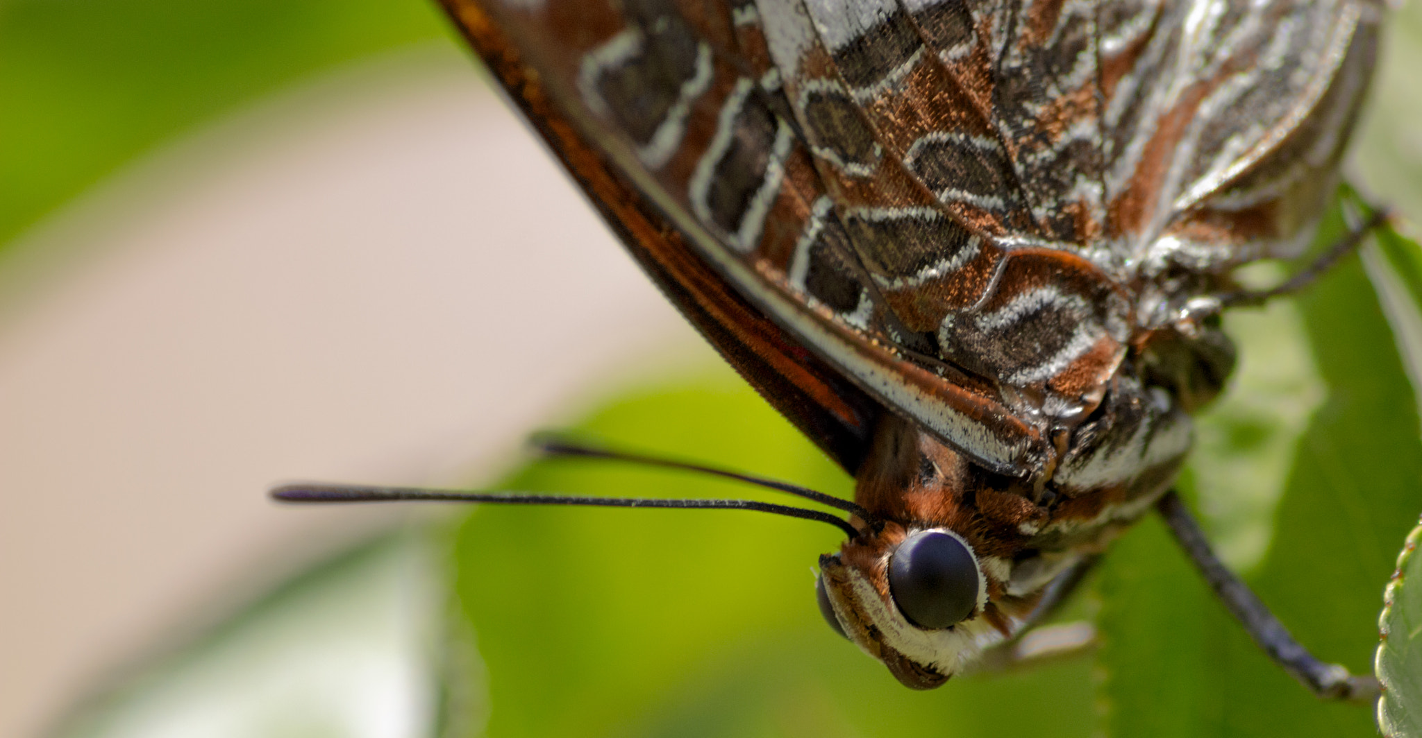 Canon EOS 100D (EOS Rebel SL1 / EOS Kiss X7) sample photo. Butterfly photography